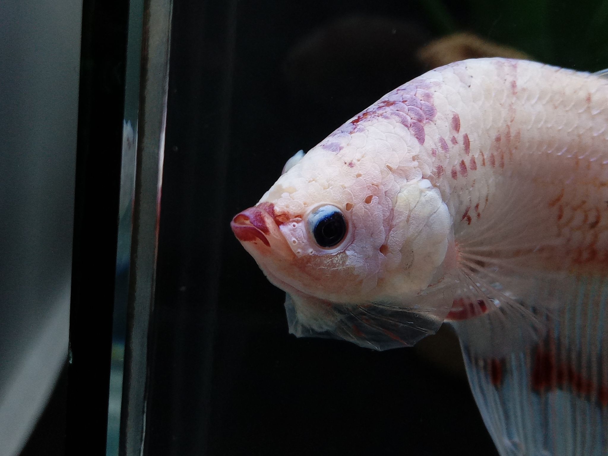Giant Halfmoon Snow White Candy Purple Lips Monster Betta Fish BO5,2cm TL8cm