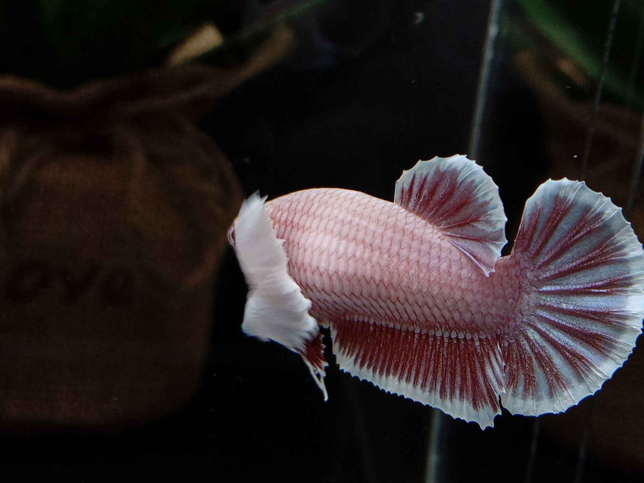 Female Dumbo Elephant Ear Betta Fish Full Egg