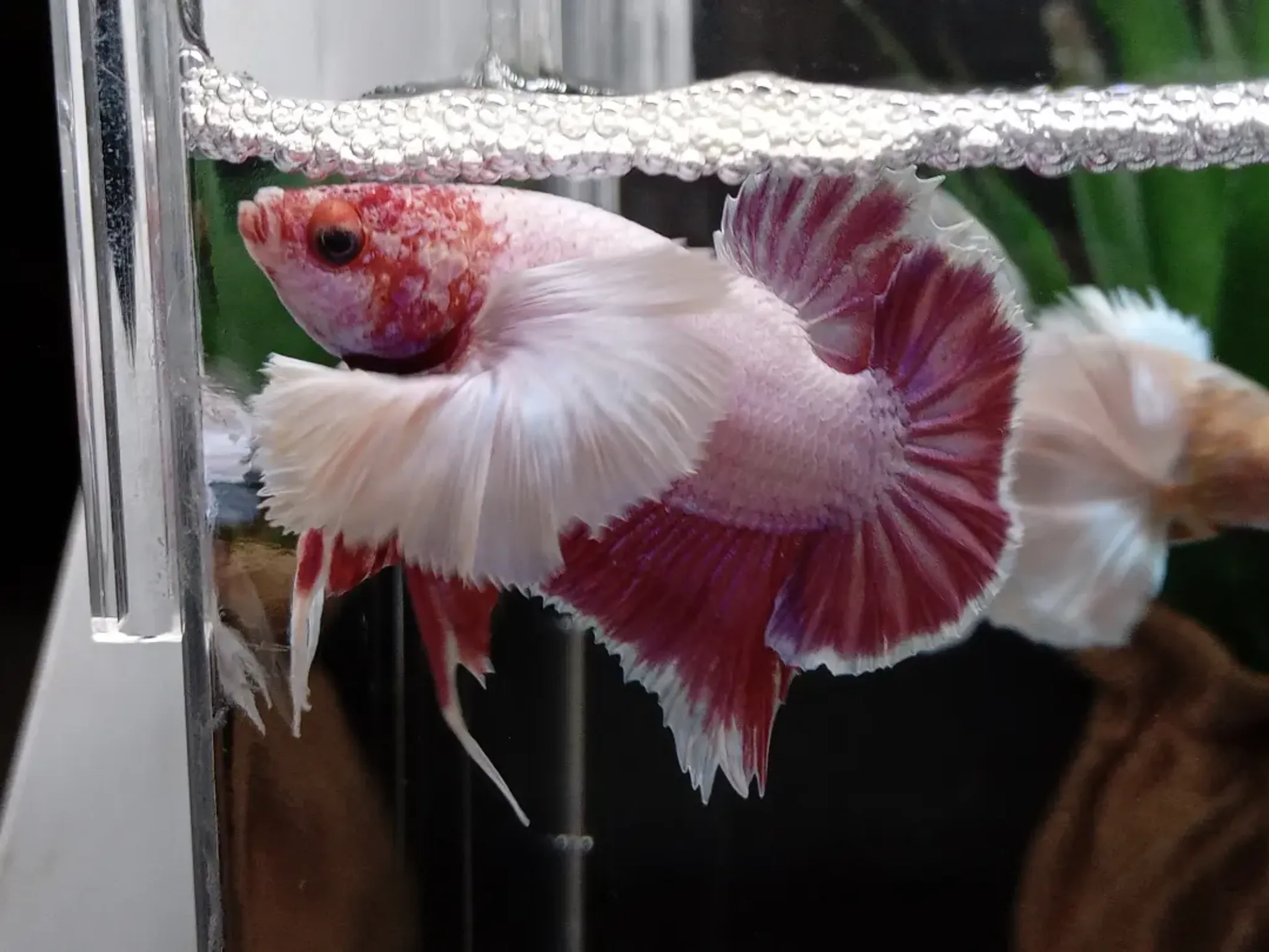 Dumbo Ear Betta Elephant Ear Lavender Pink Big Pectoral