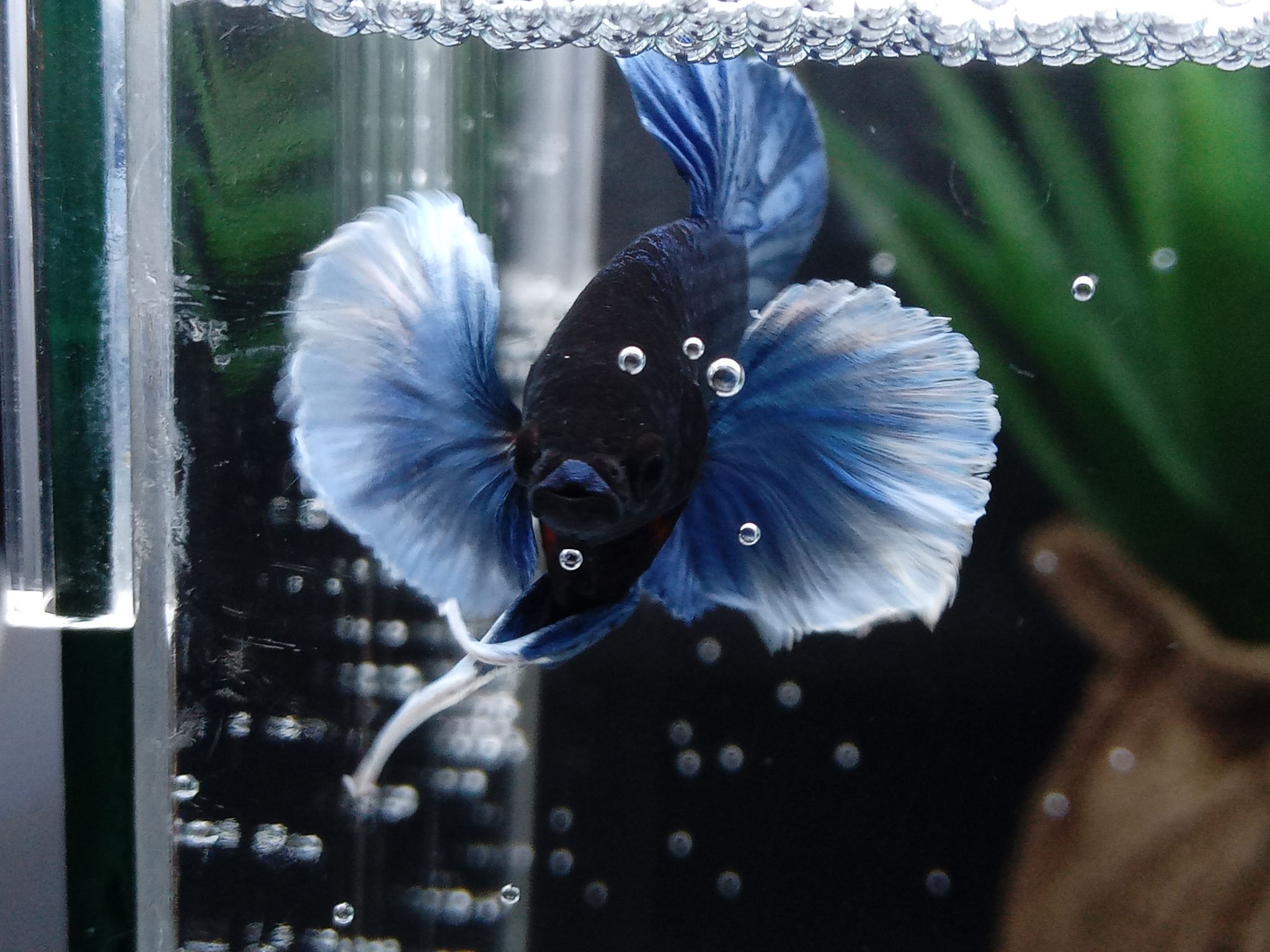 DUMBO ELEPHANT EAR BLUE BETTA FISH
