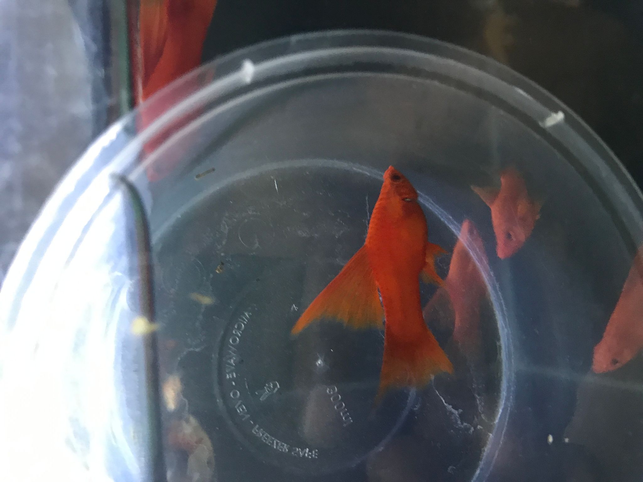 Blood red lyretail sword tail 4-5 cm