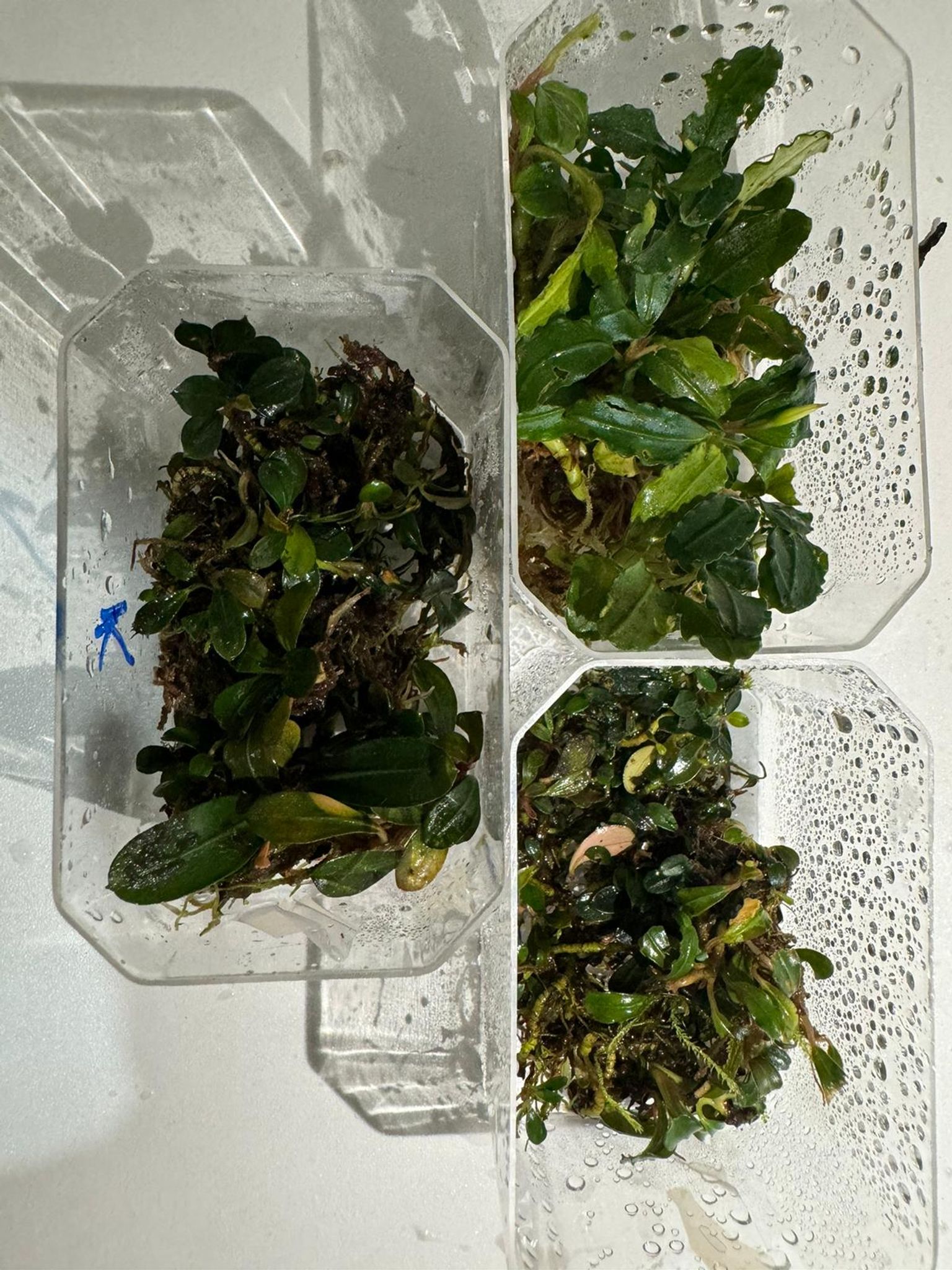 Product image Bucephalandra (Buce) - Aquarium Live Plant Bucep 3 icon arrow left boldicon arrow right bold Share: 0 Product Information Section Bucephalandra (Buce) - Aquarium Live Plant Bucep