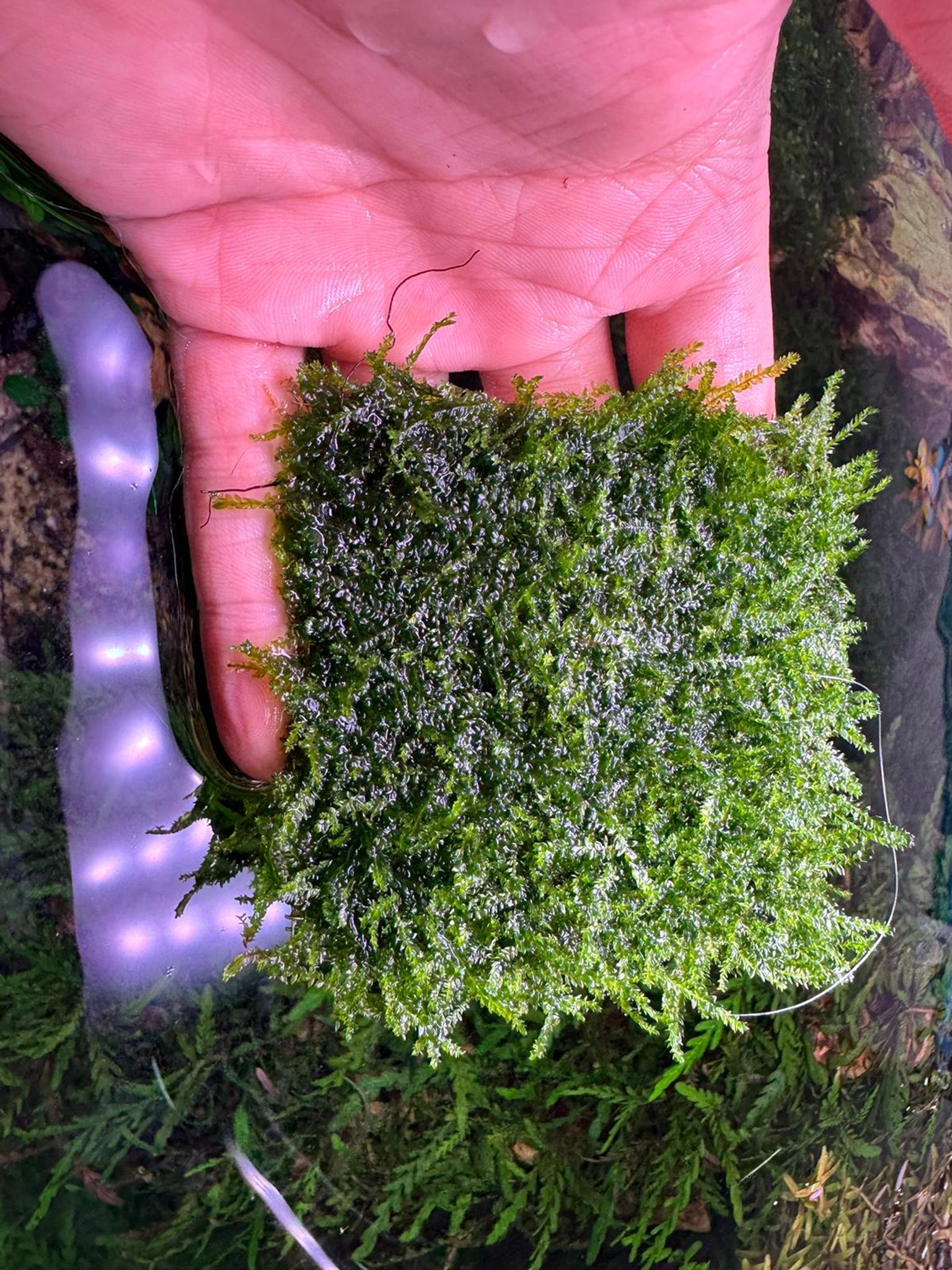 Aquarium Live Aquatic Moss Assorted Moss Mesh (7x7cm)