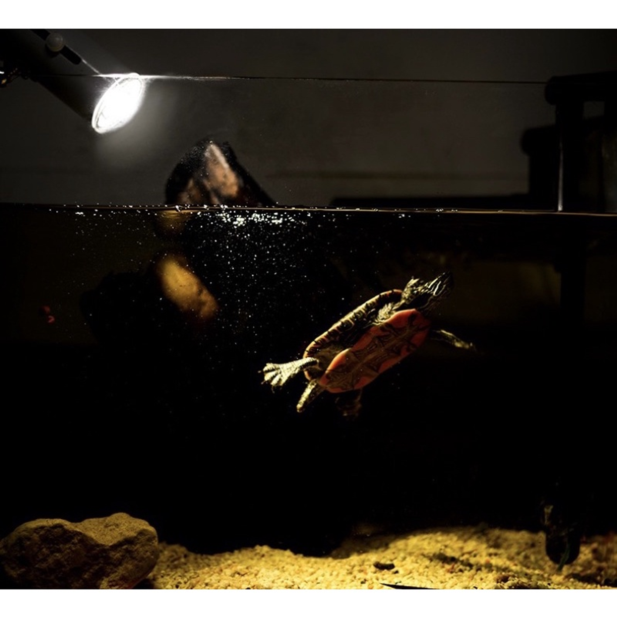 UVA + UVB Turtle Basking Lamp, Turtle Light For Metabolism Boost & Mood Regulation | Turtle Lamp