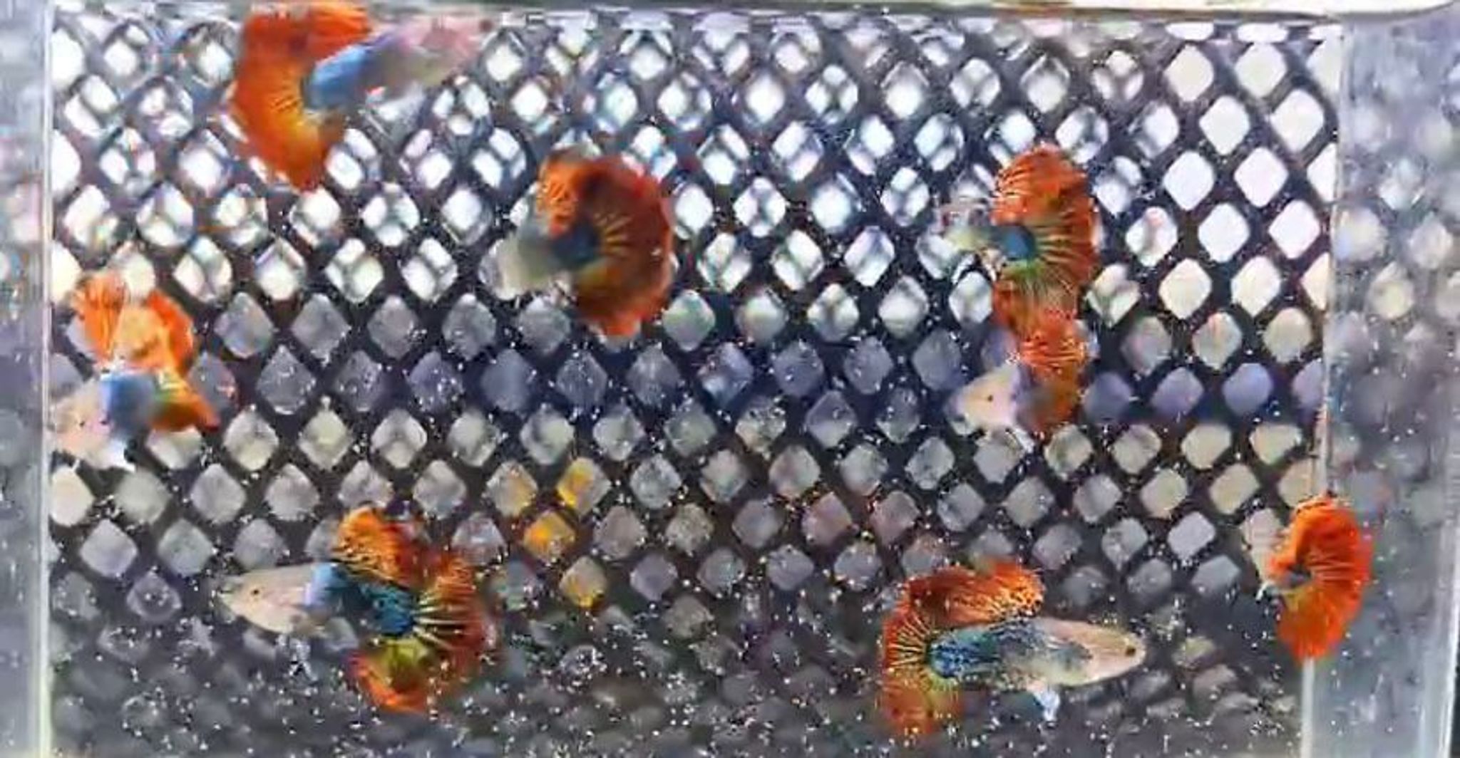 Red Dragon Guppy Pair