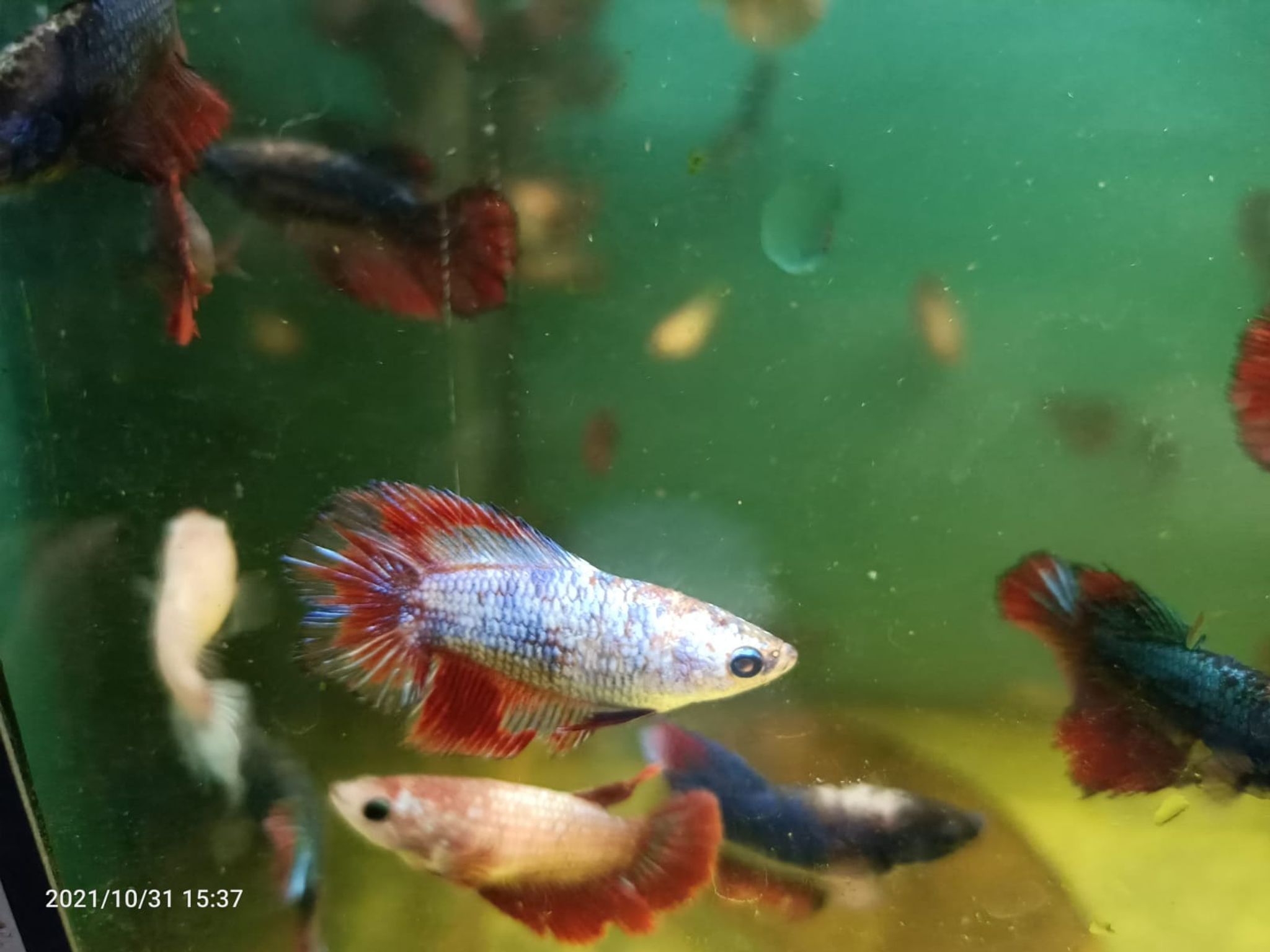 Assorted Female Betta ( BT-0203 )