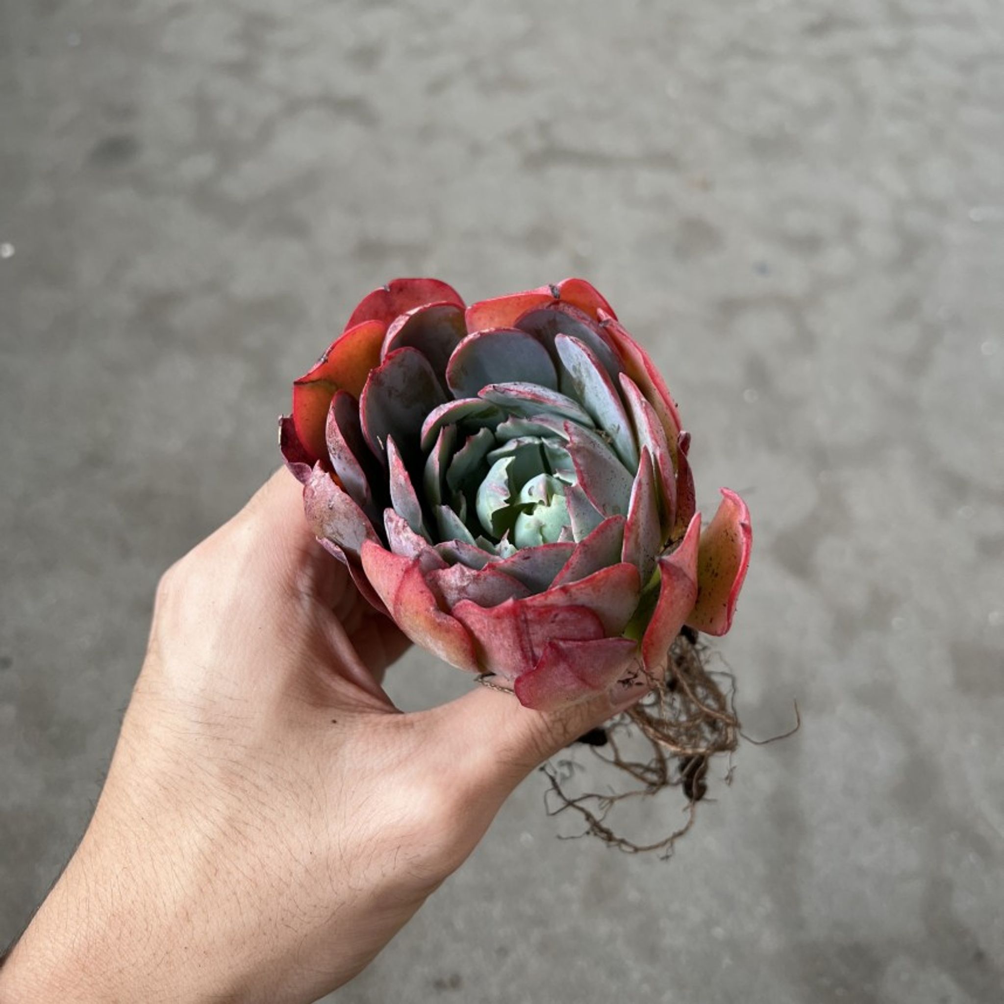 Assorted Bareroot Succulents