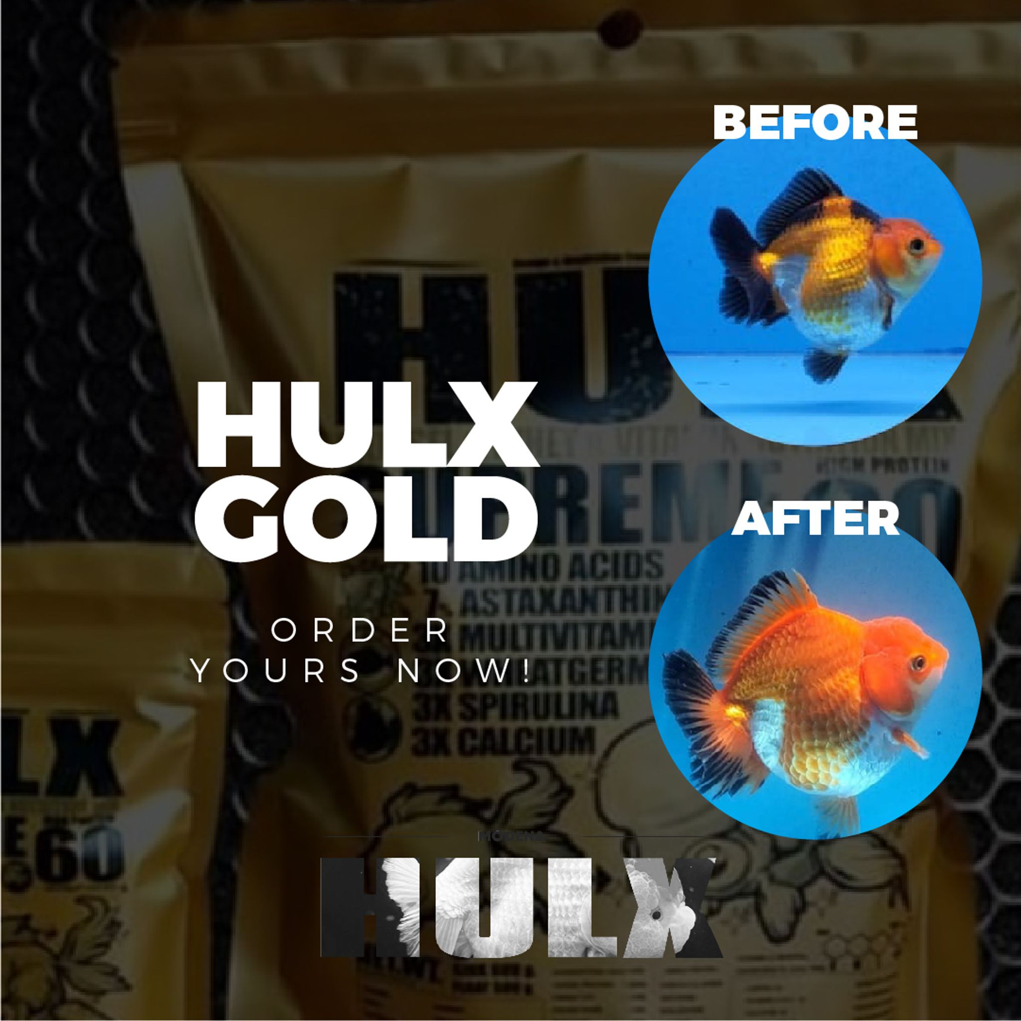 HULX GOLD Goldfish Food For Muscle & Mass Gain, Mussel & Whey & Vitamin Nutrition Mix + Conceive Block, Supreme 60