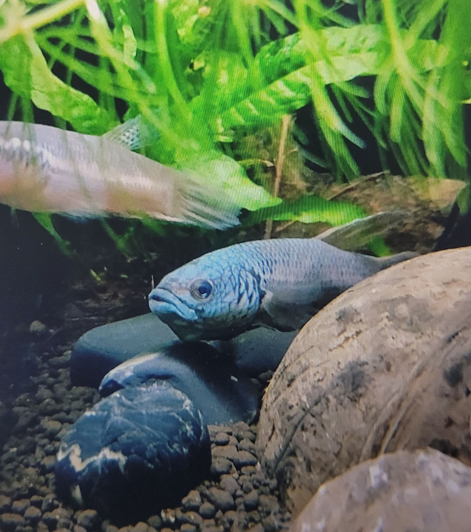 Betta sp. Antuta