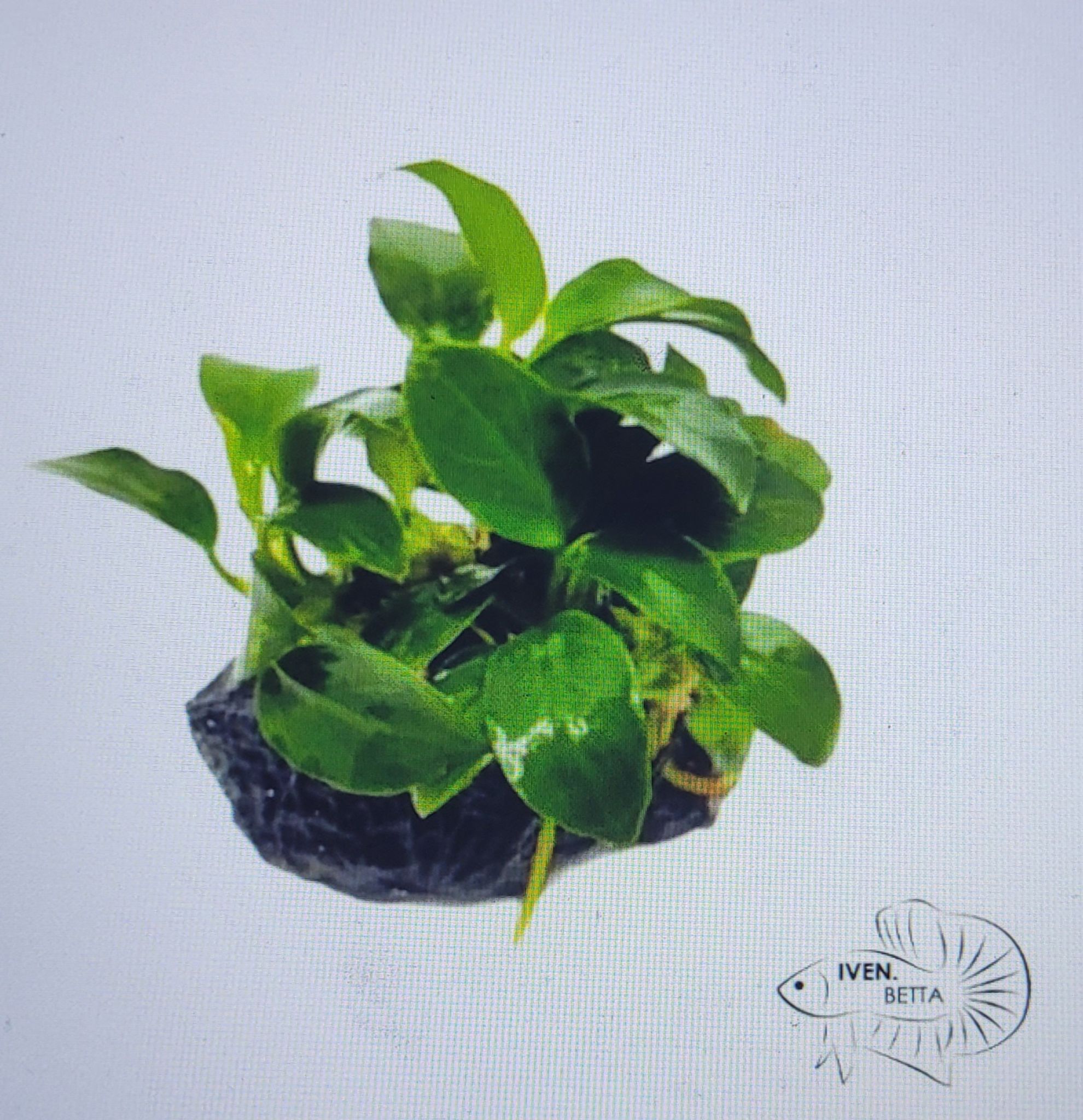 Anubias Barteri var. Petite Nana