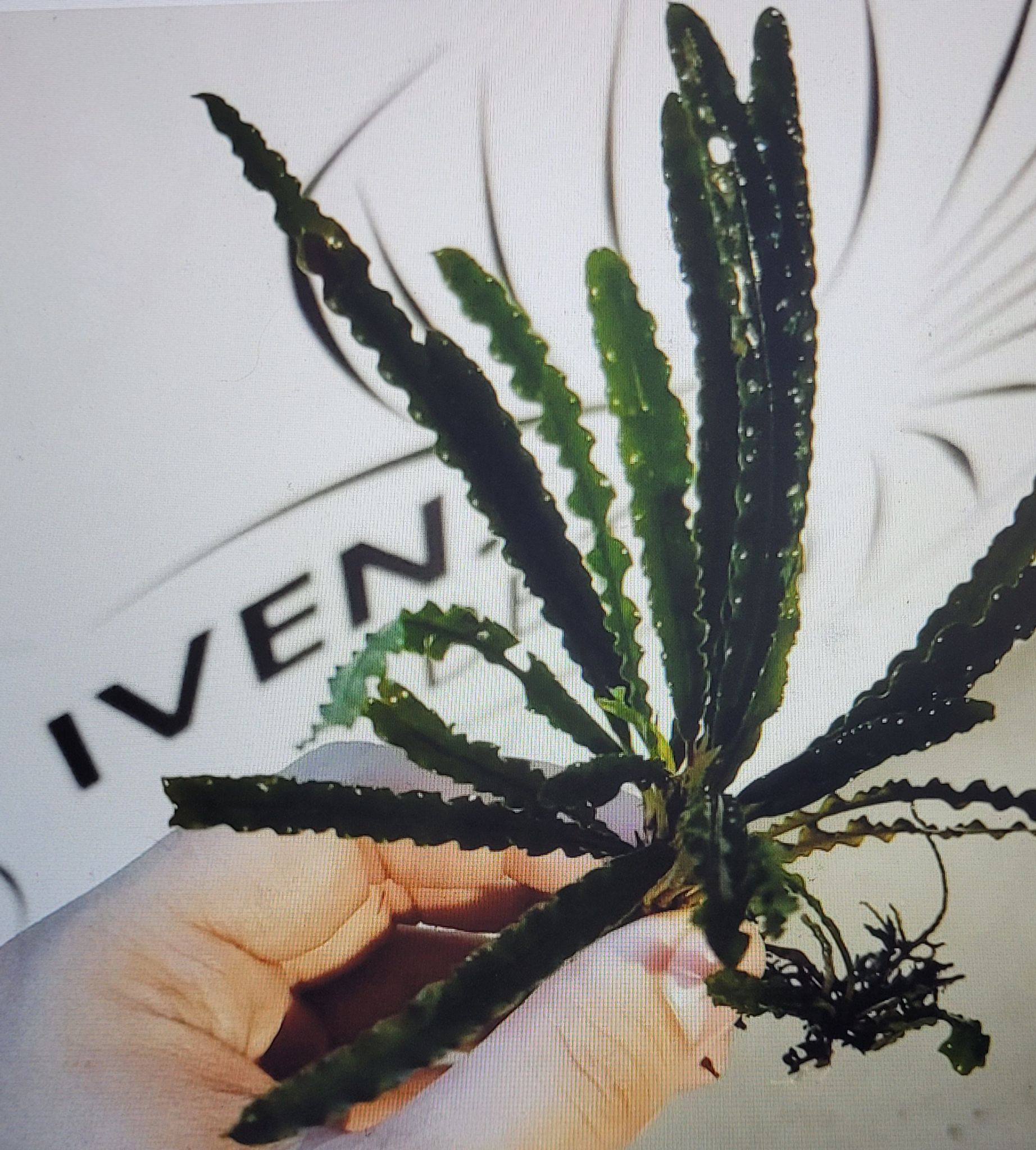 Fenestratarum Mulyadii