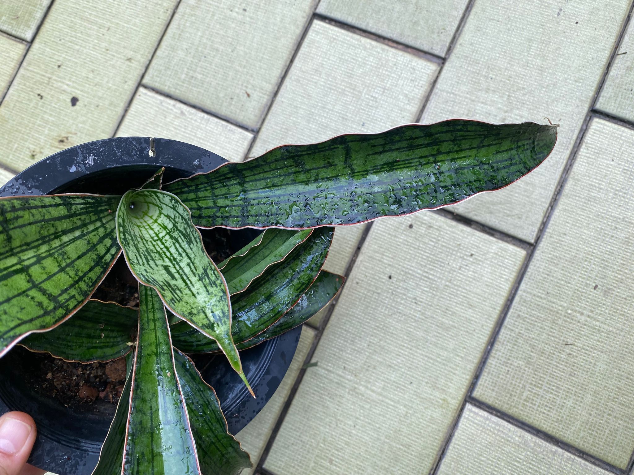 Sansevieria cleopatra (actual plant)