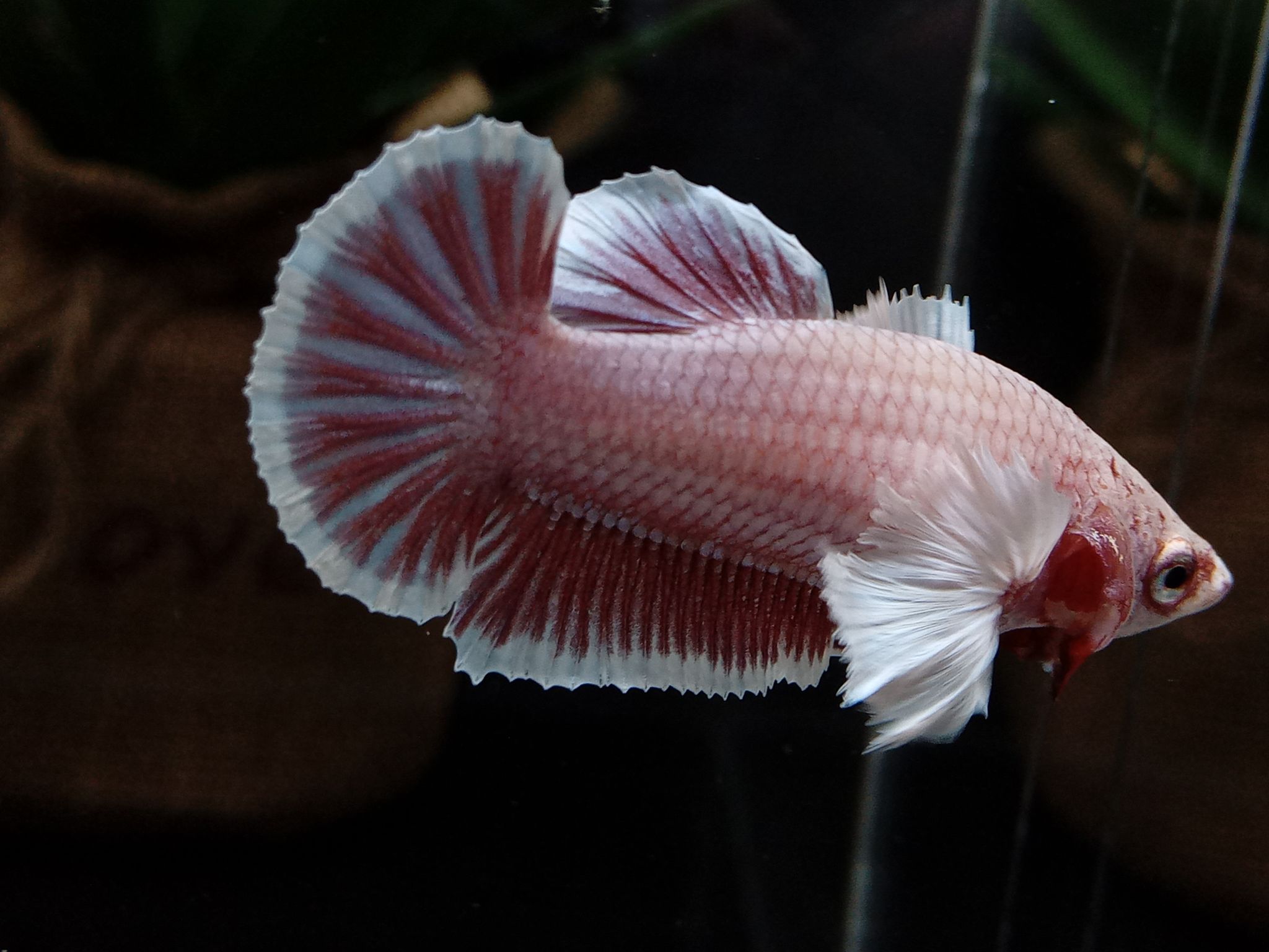 Female Dumbo Elephant Ear Betta Fish Full Egg