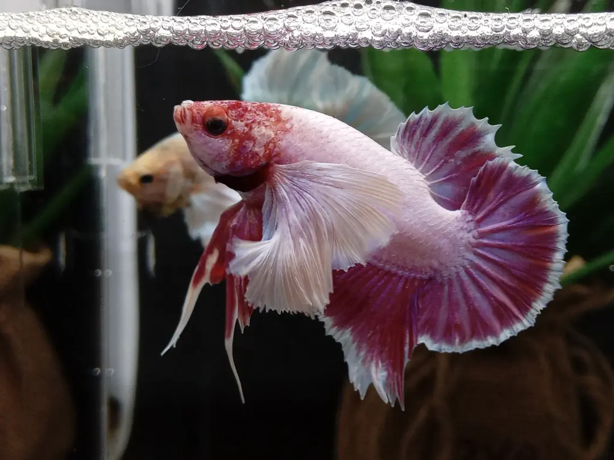 Dumbo Ear Betta Elephant Ear Lavender Pink Big Pectoral