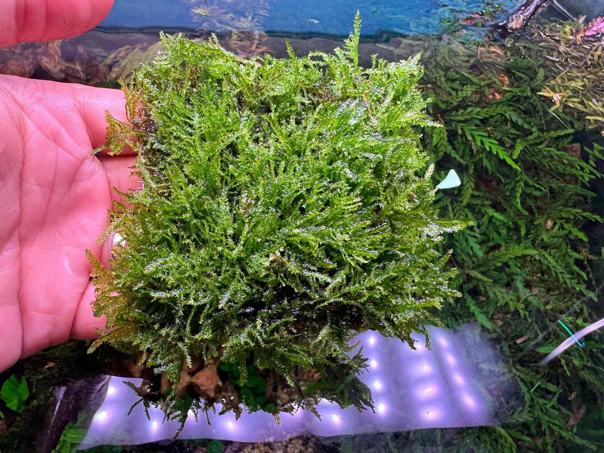 Aquarium Live Aquatic Moss Assorted Moss Mesh (7x7cm)