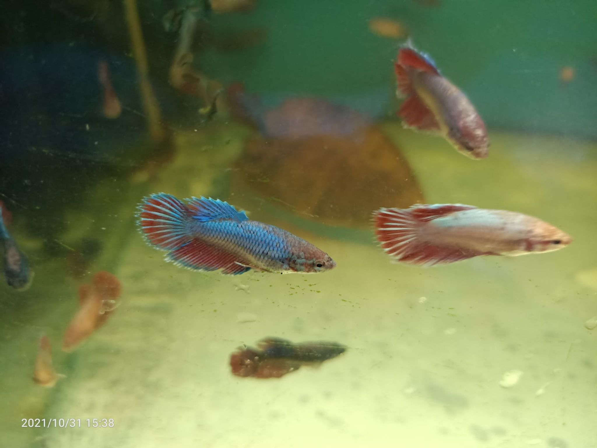 Assorted Female Betta ( BT-0203 )