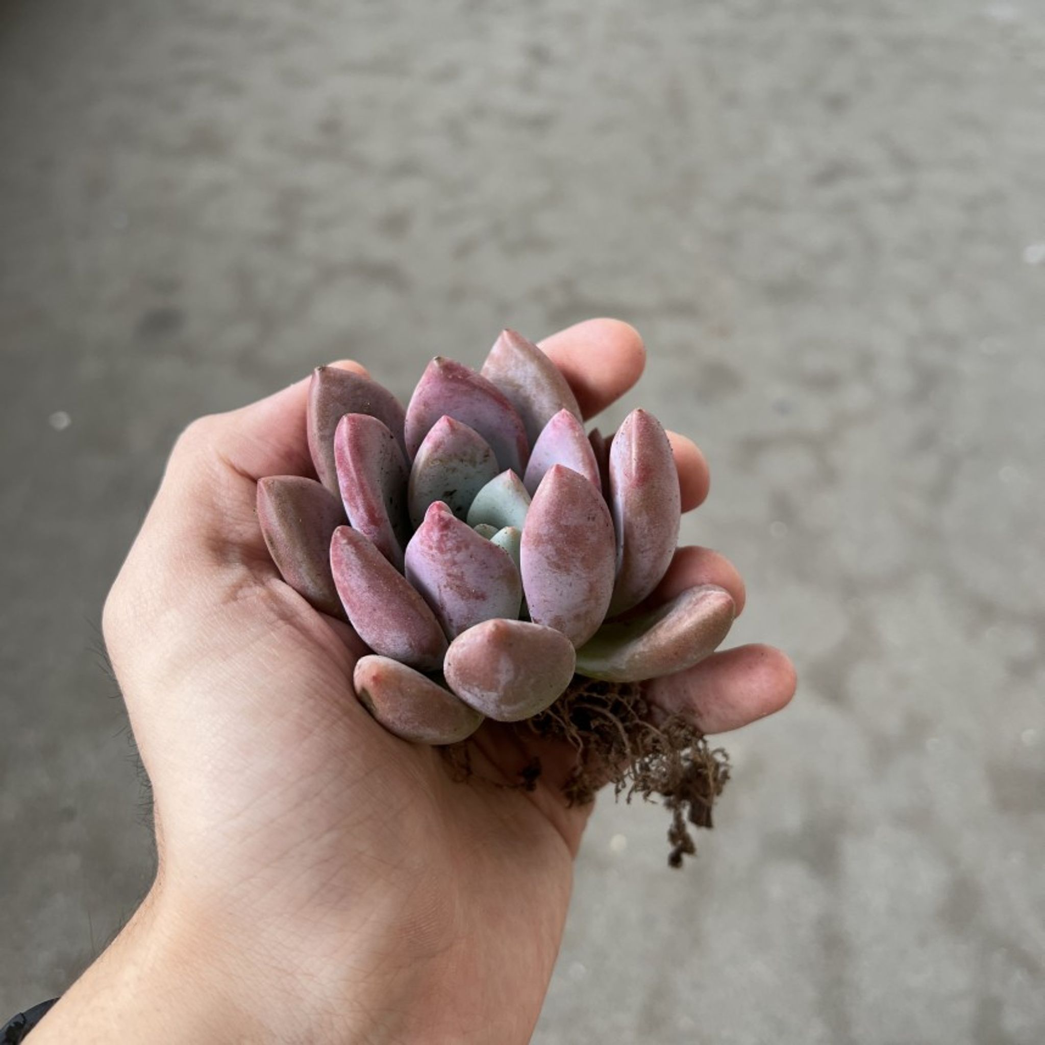 Assorted Bareroot Succulents