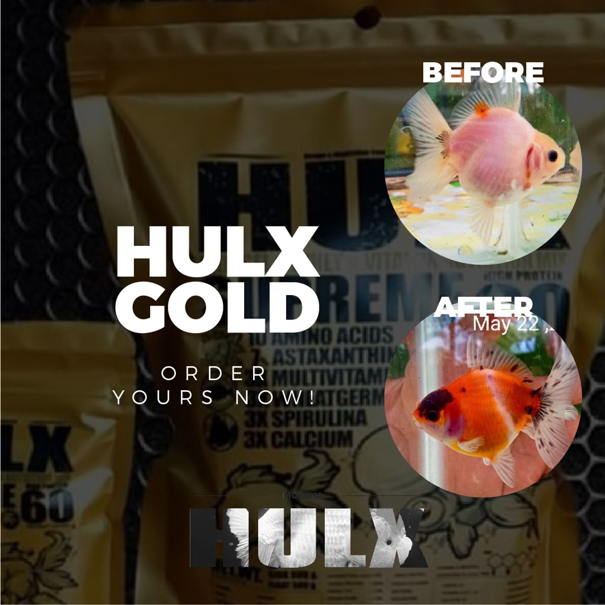 HULX GOLD Goldfish Food For Muscle & Mass Gain, Mussel & Whey & Vitamin Nutrition Mix + Conceive Block, Supreme 60