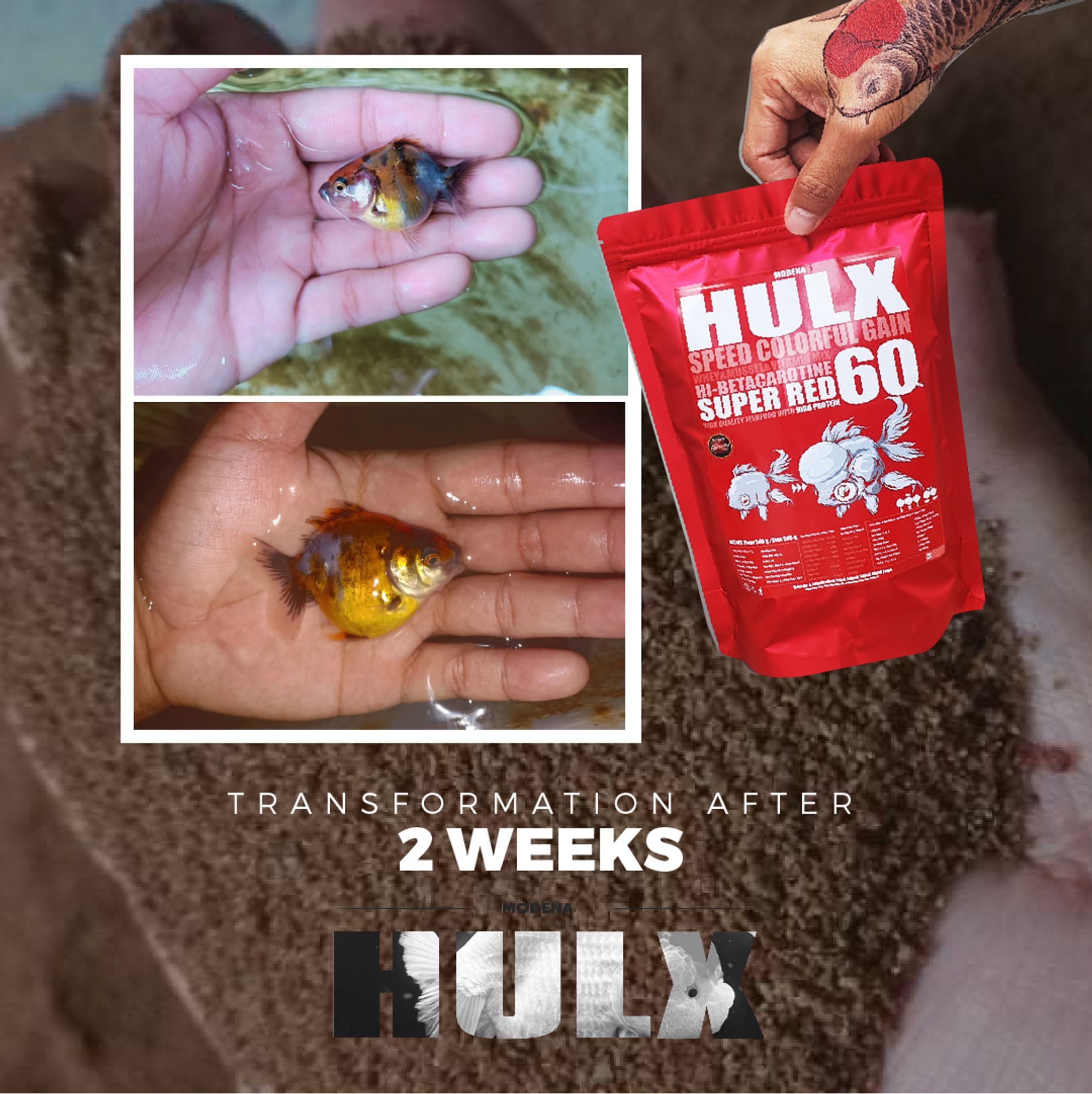 HULX RED Goldfish Food For Huge & Colorful Gain, Mussel & Whey & Vitamin Mix Super Red 60 + Astaxanthin 6%