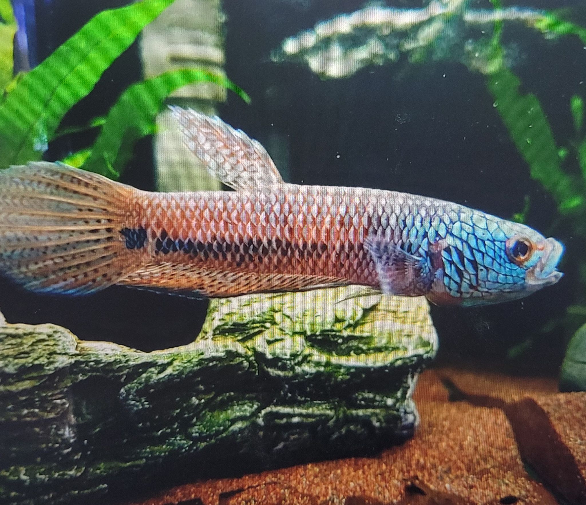 Betta sp. Antuta