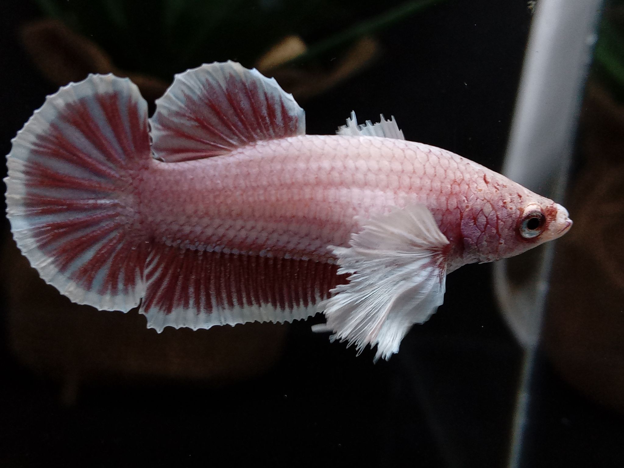 Female Dumbo Elephant Ear Betta Fish Full Egg