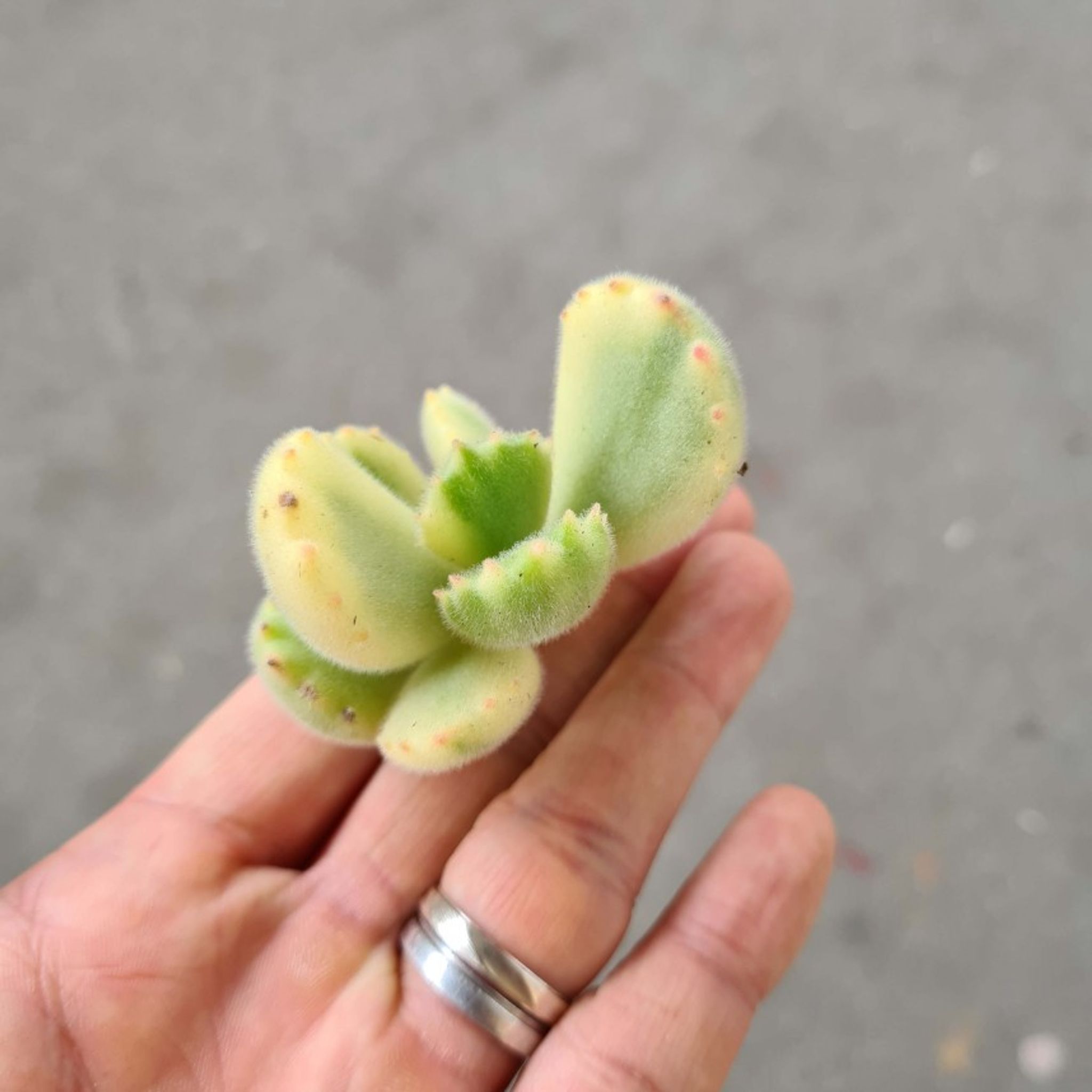 Assorted Bareroot Succulents