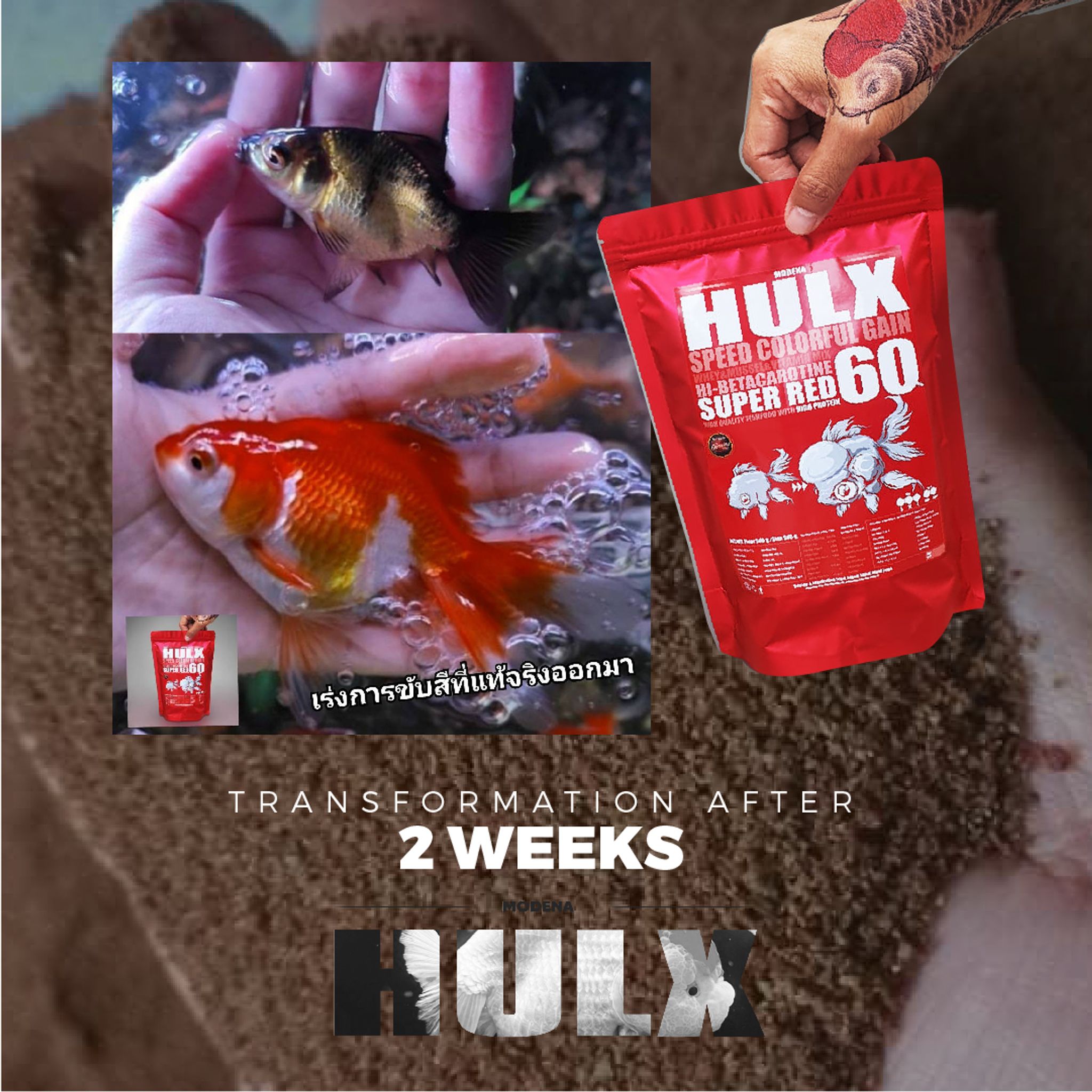 HULX RED Goldfish Food For Huge & Colorful Gain, Mussel & Whey & Vitamin Mix Super Red 60 + Astaxanthin 6%