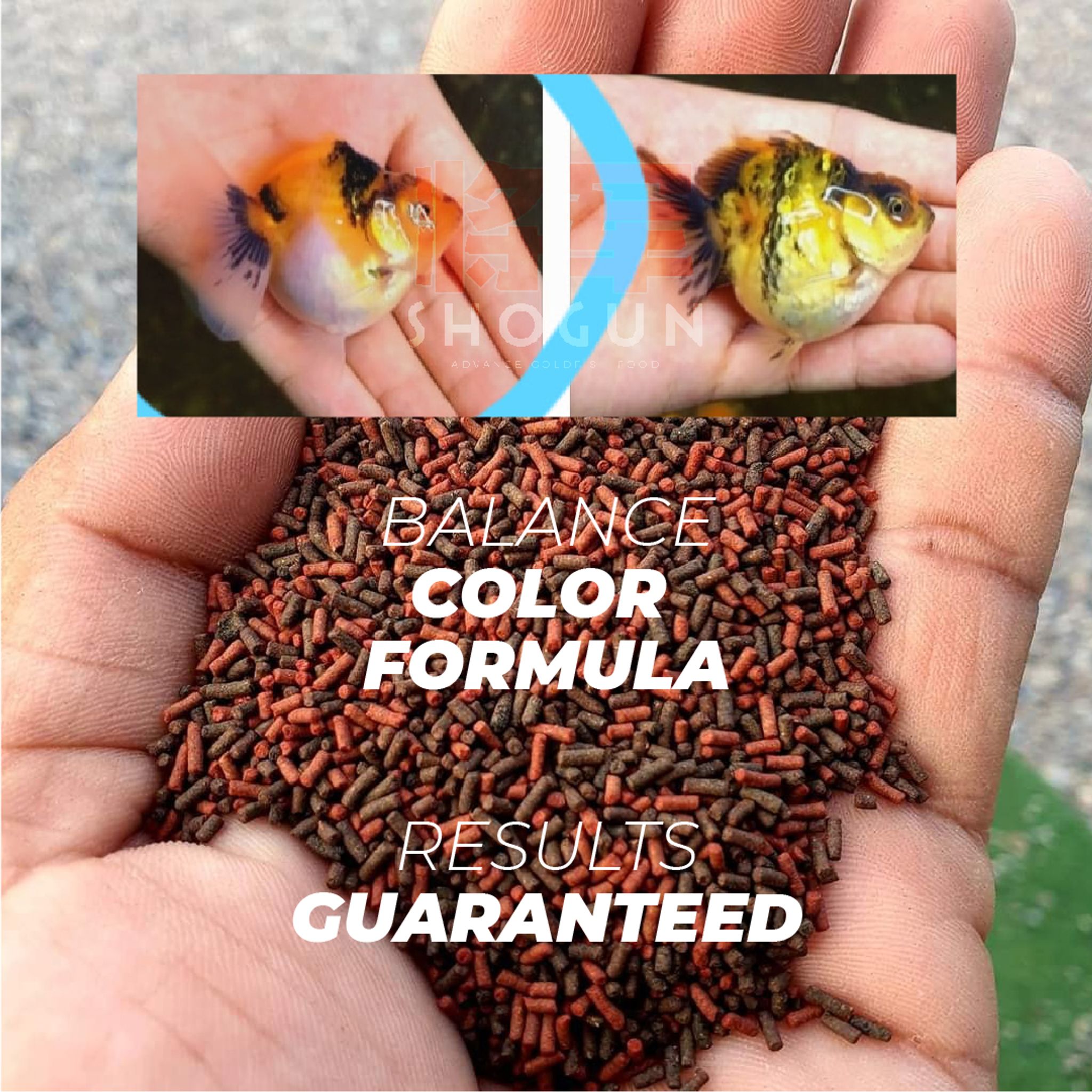 SHOGUN Advanced Gold Fish Pallet Sinking Blue Bottle Balance Color Formula 270 grams SS Pellet Size