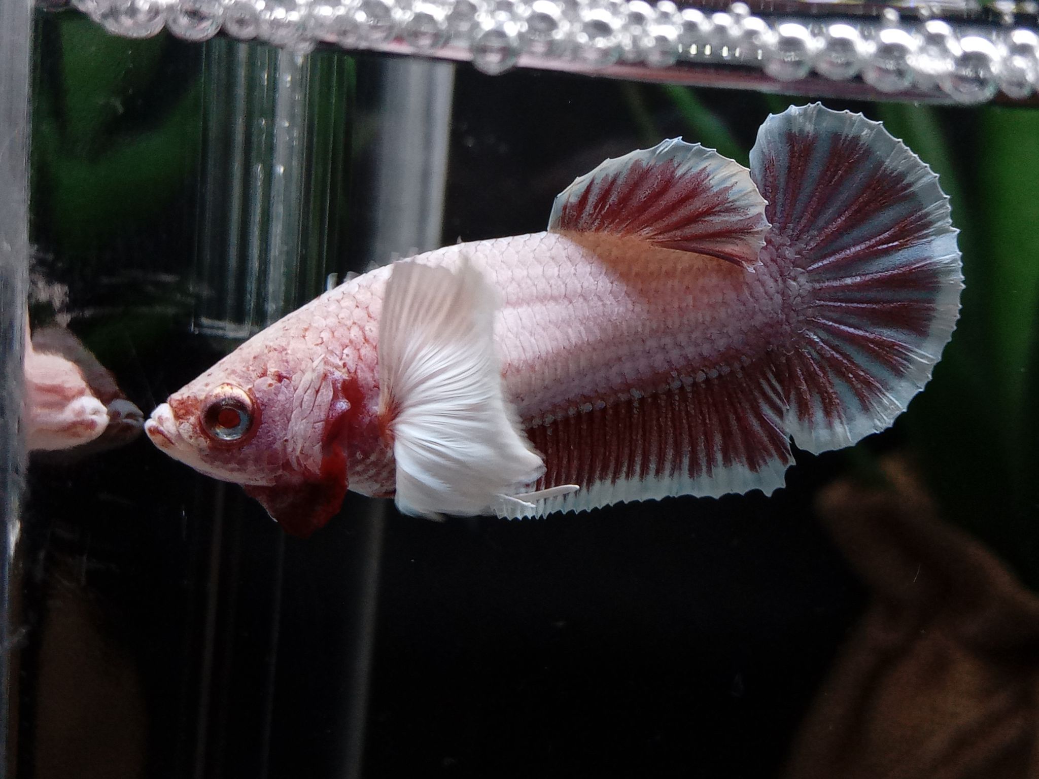Female Dumbo Elephant Ear Betta Fish Full Egg