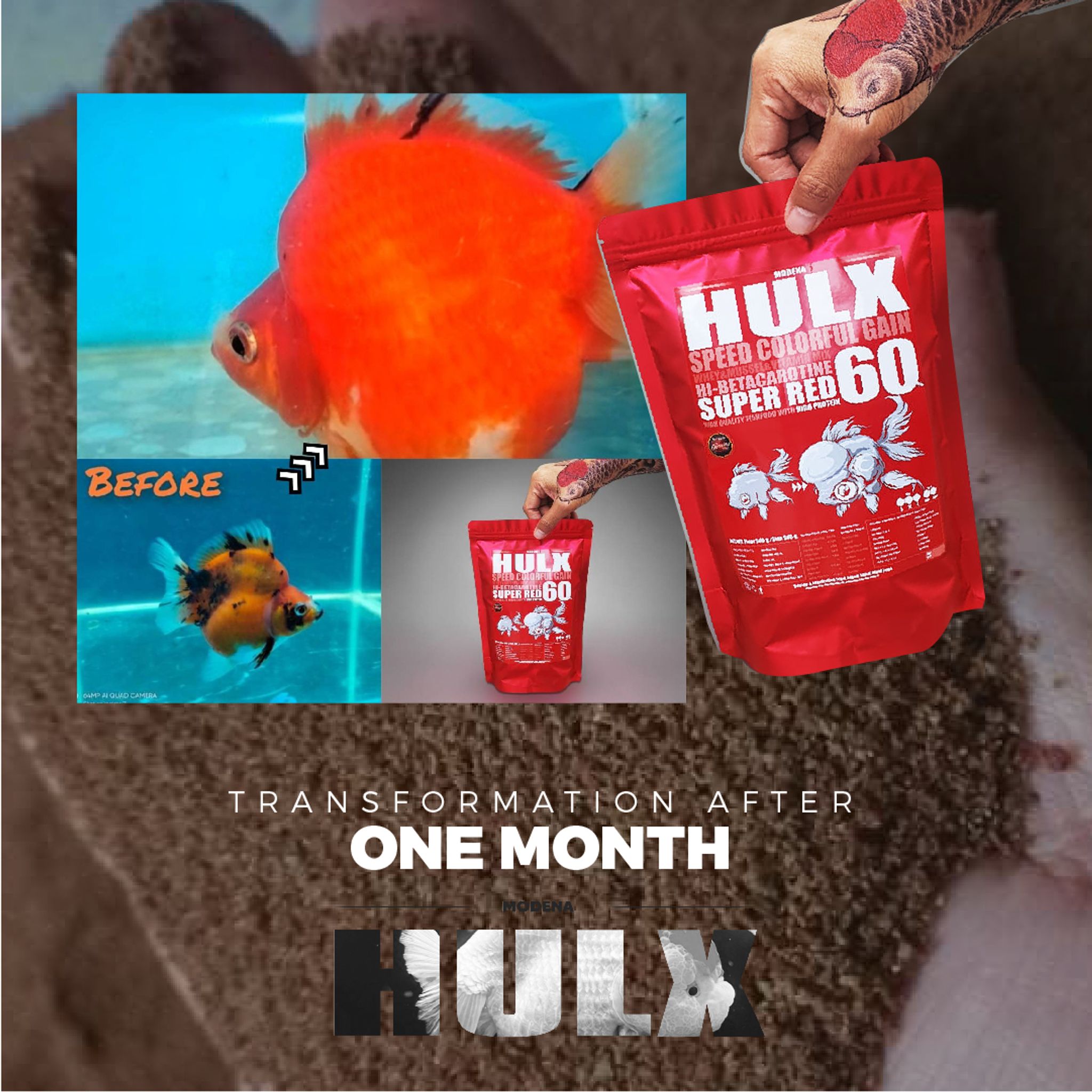 HULX RED Goldfish Food For Huge & Colorful Gain, Mussel & Whey & Vitamin Mix Super Red 60 + Astaxanthin 6%