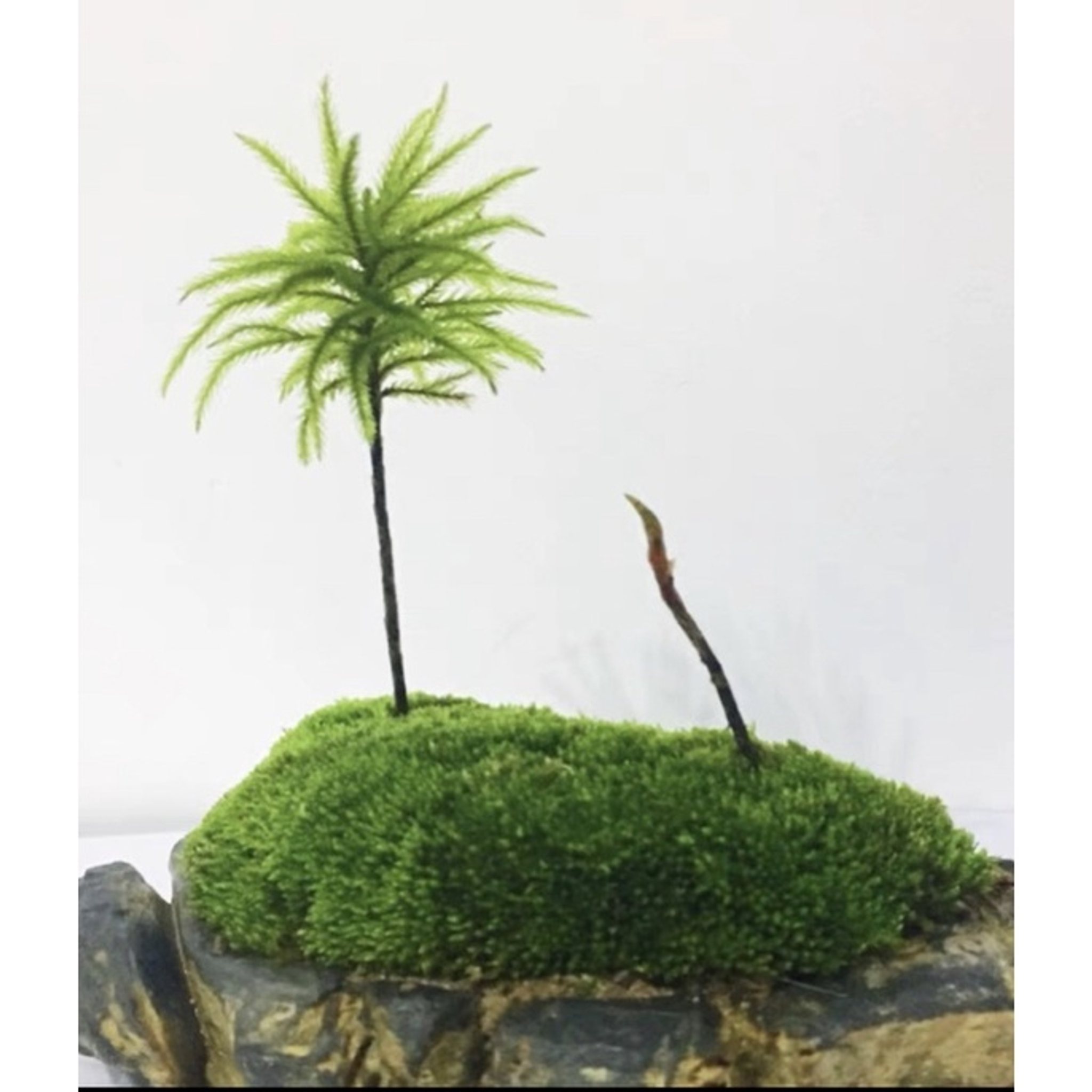 Decoration dry moss for fish tank terrarium palladium DIY bottle microscape