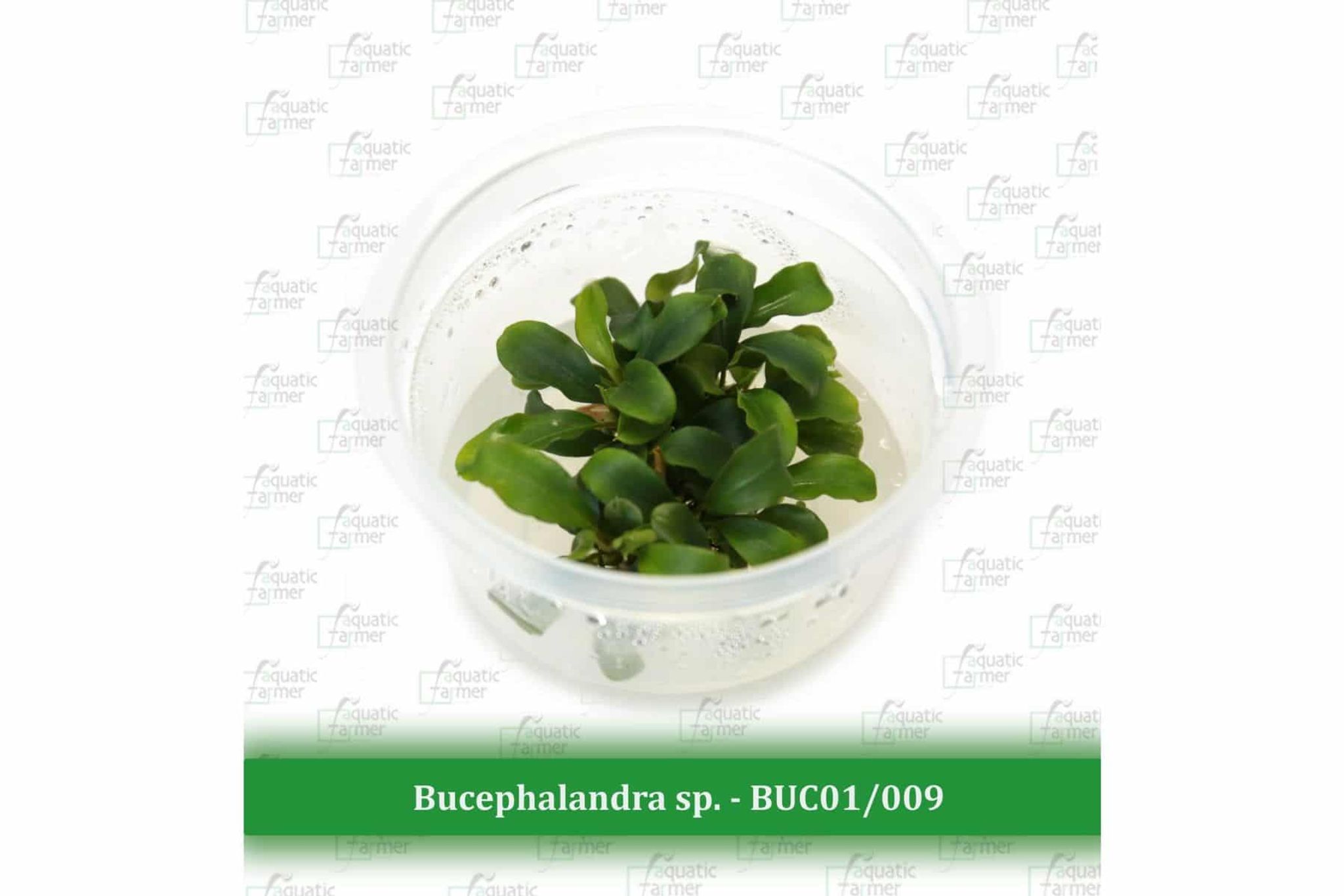 Aquatic Farmer Bucephalandra sp.