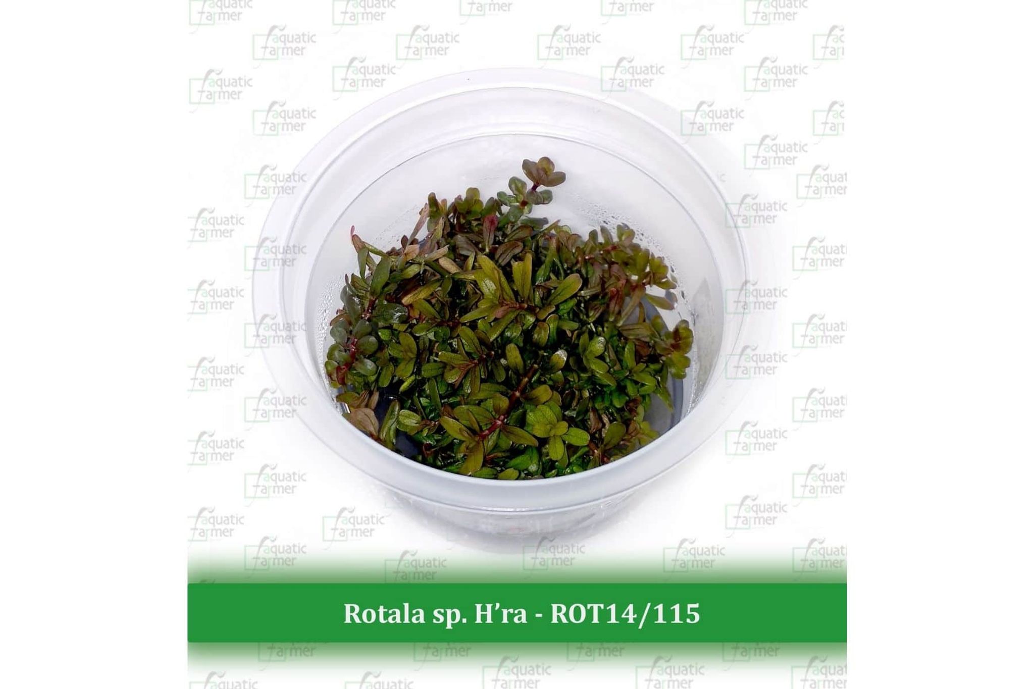 Aquatic Farmer Rotala sp. H’ra