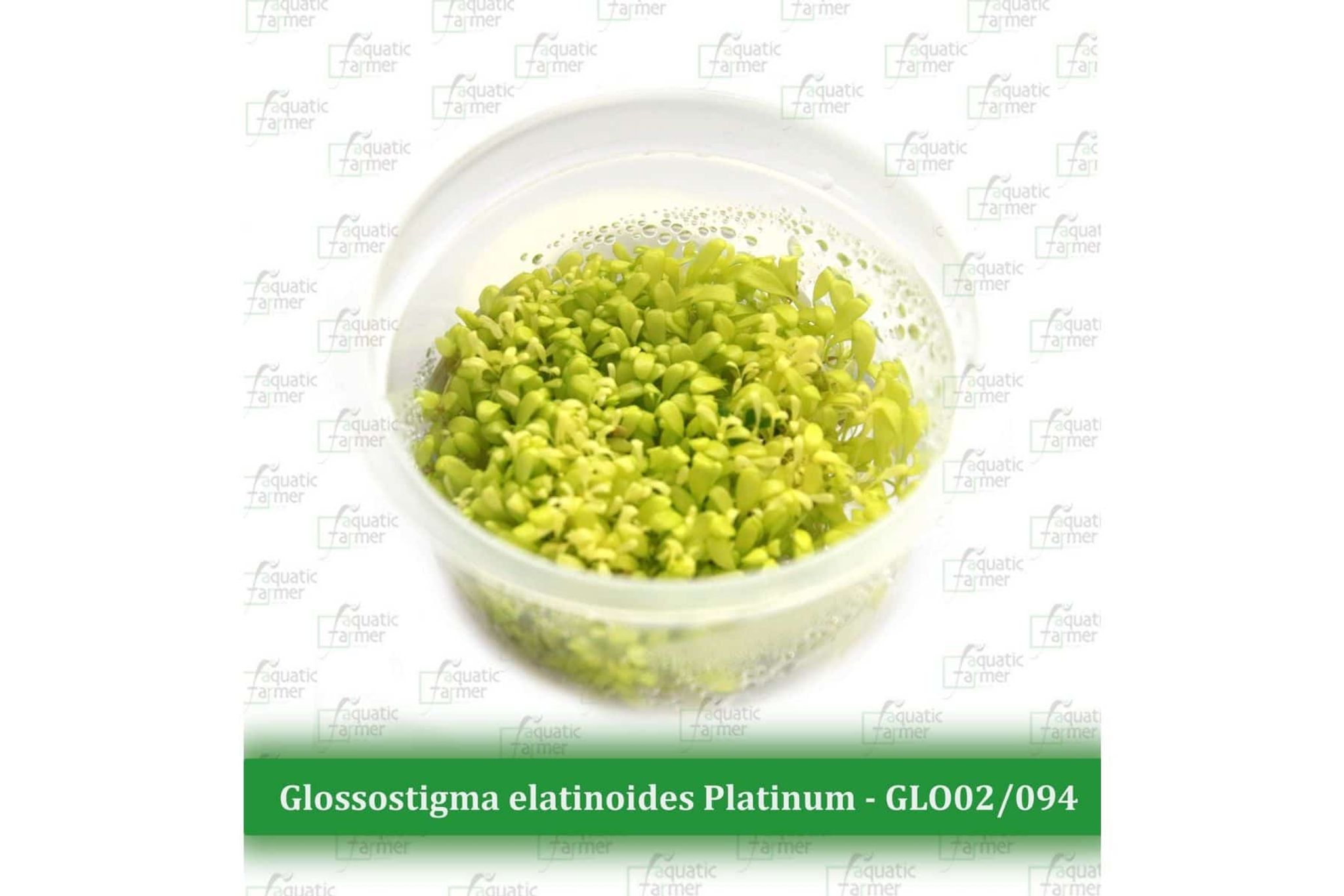 Glossostigma Elatinoides Plantinum