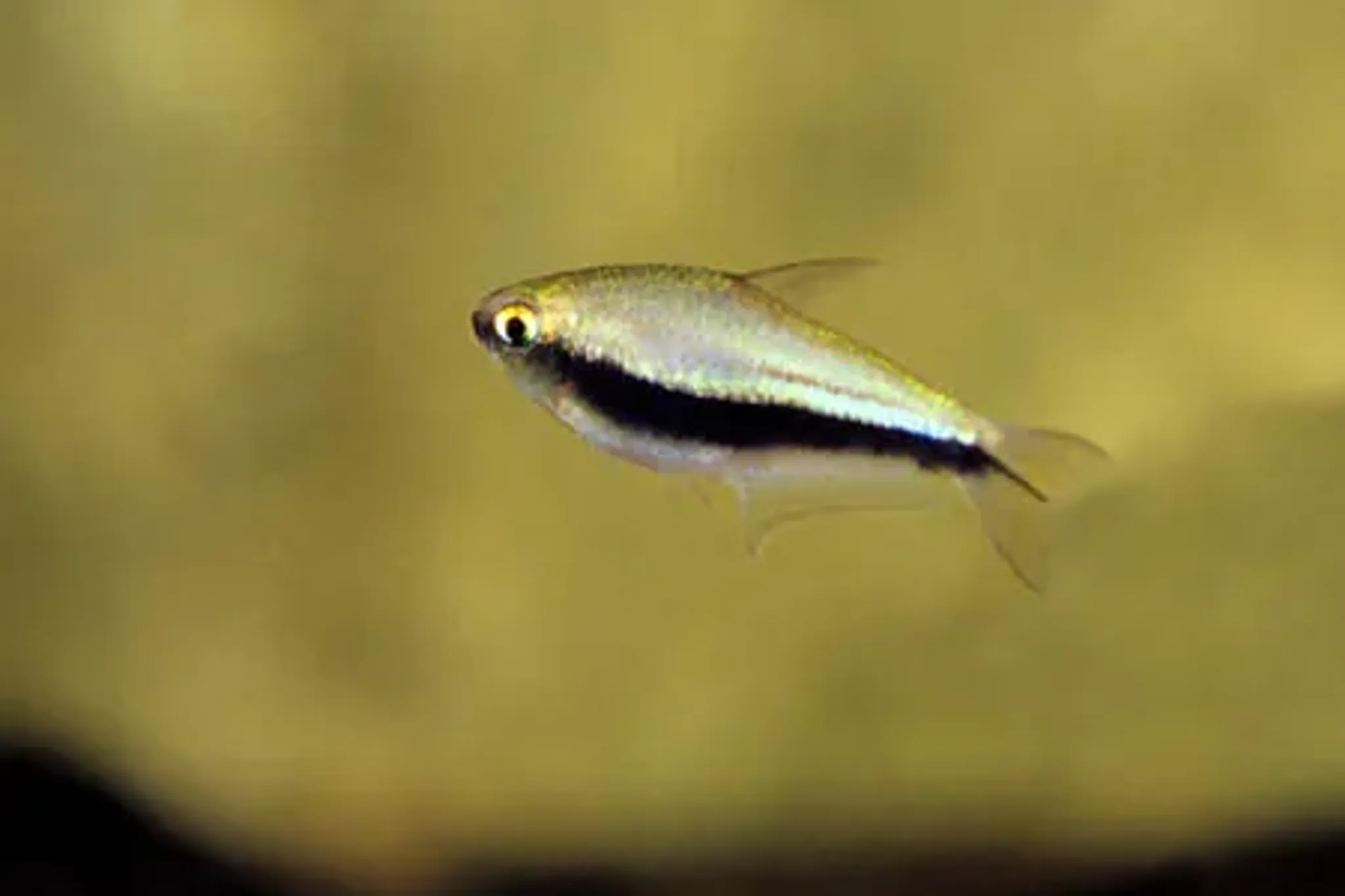 Emperor Tetra 2cm