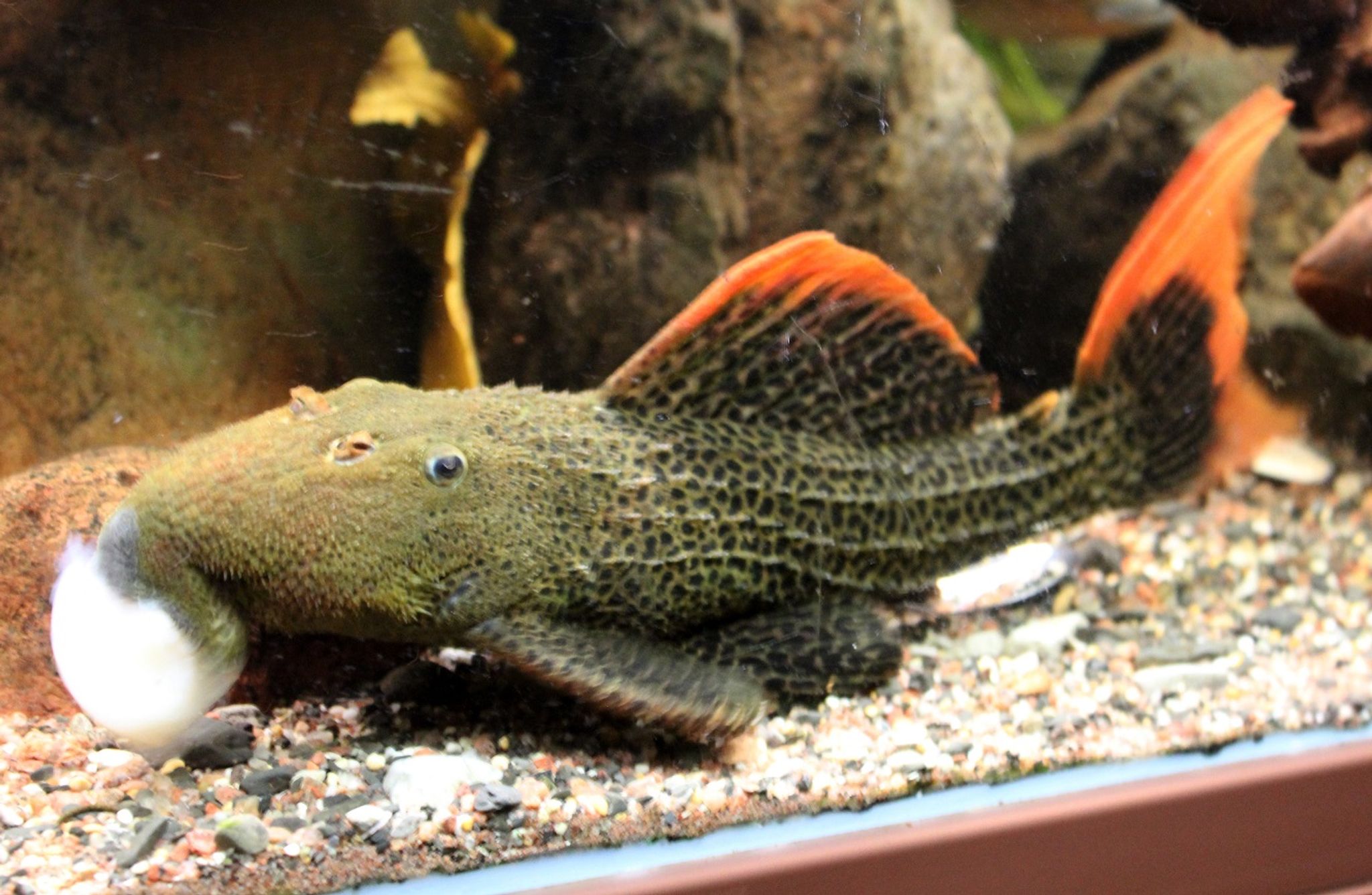L600 Pleco 3-4cm
