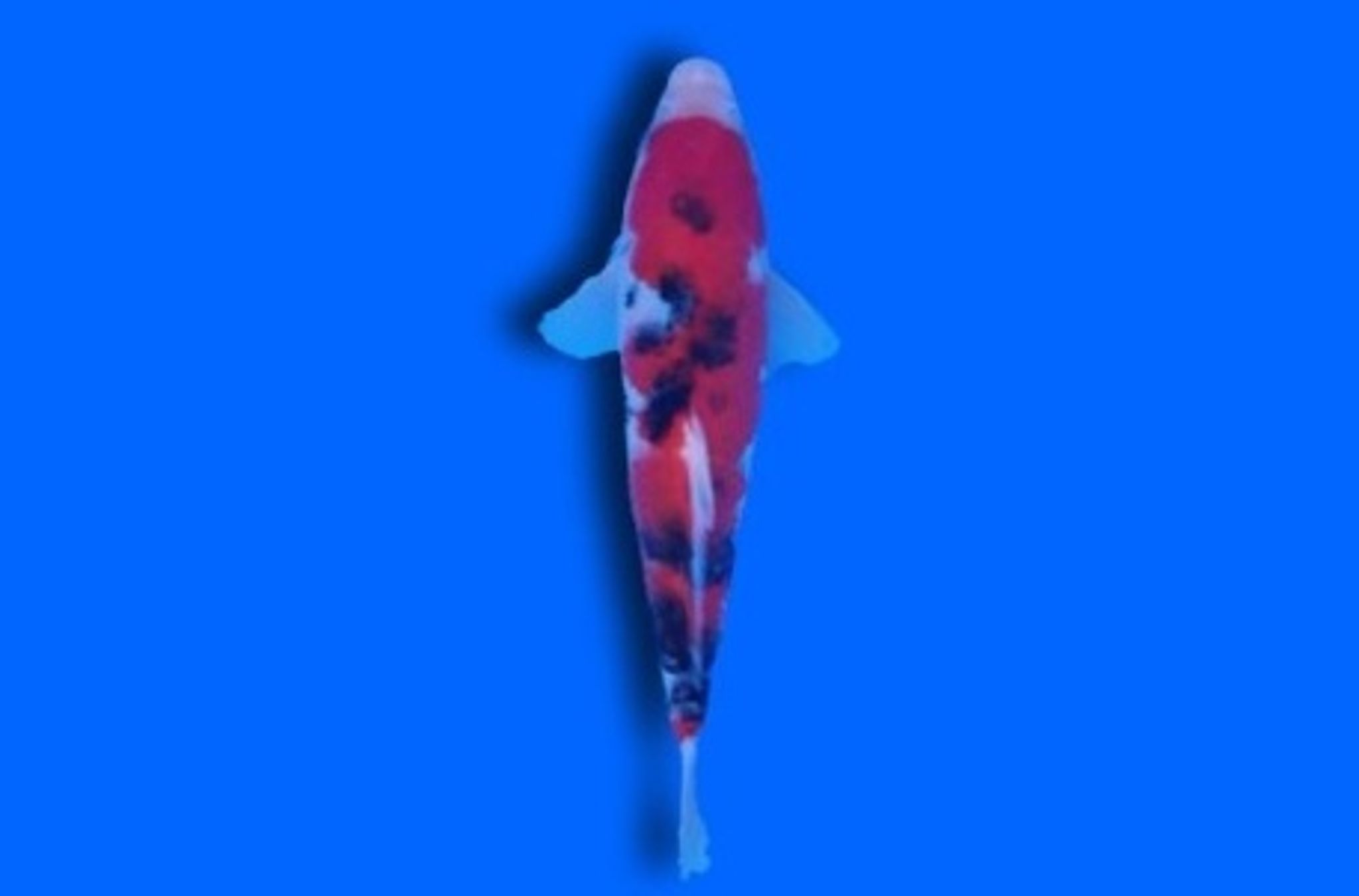 Showa Koi