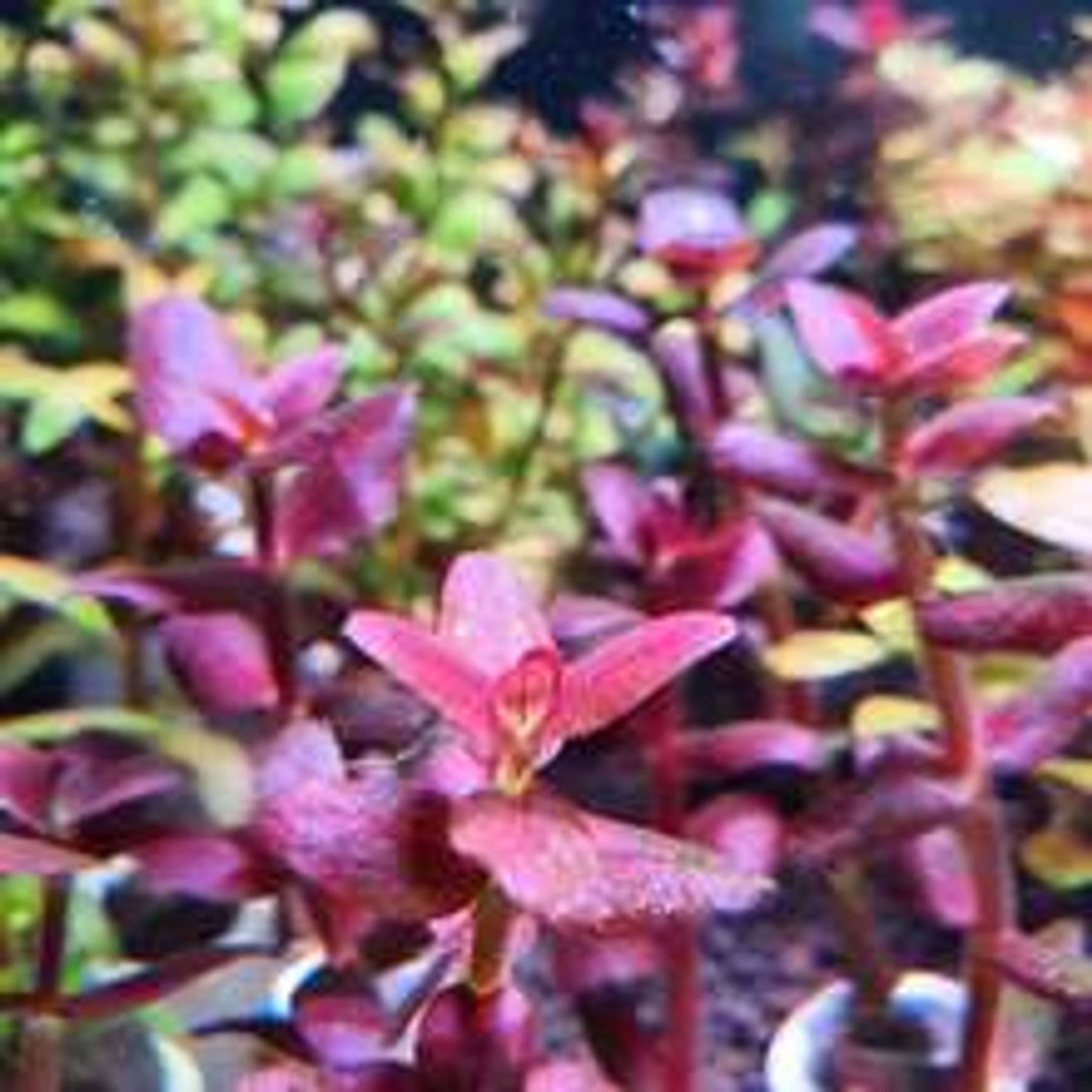 Bacopa Salzmannii