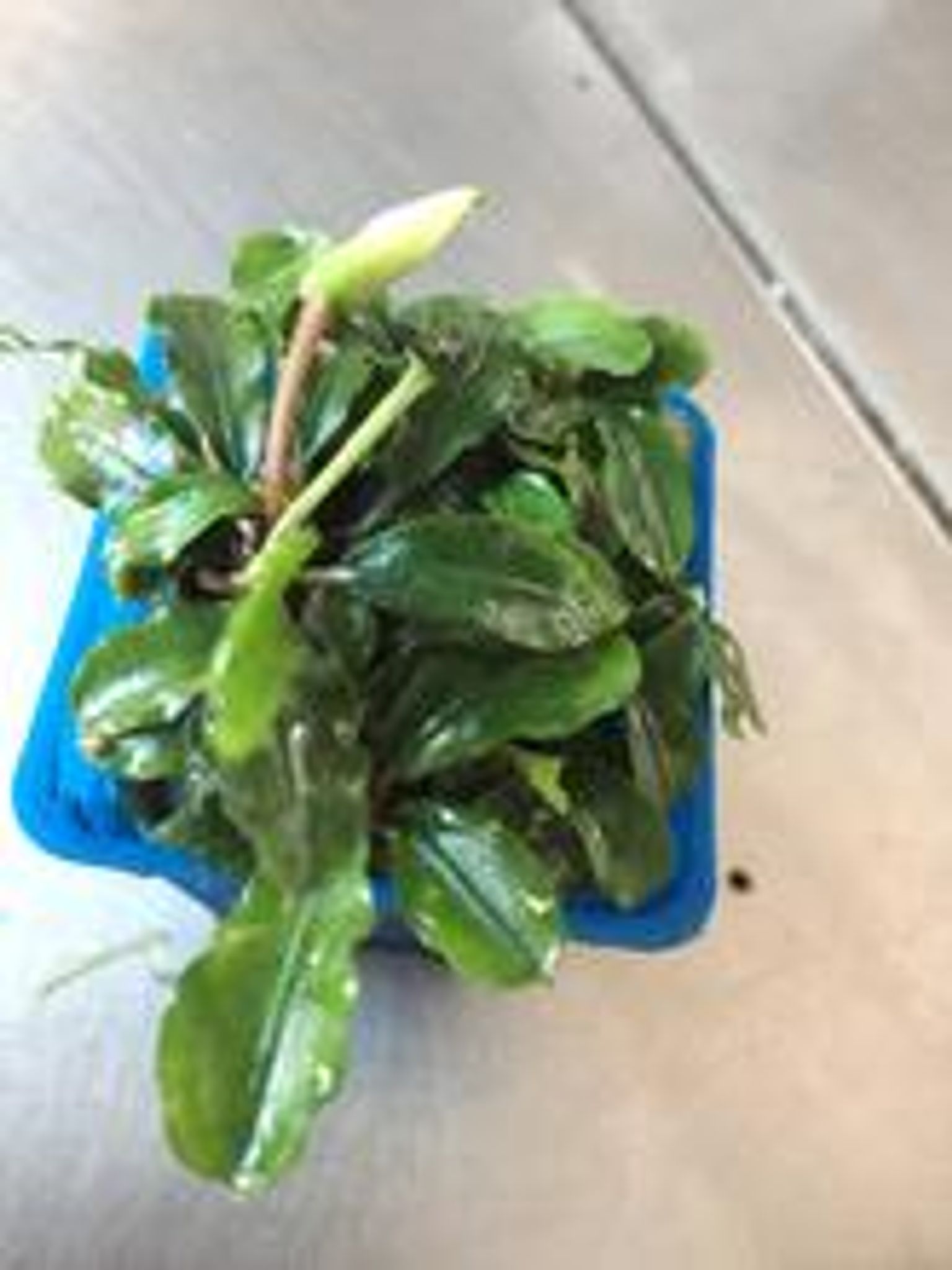Bucephalandra Species (Wavy Green)