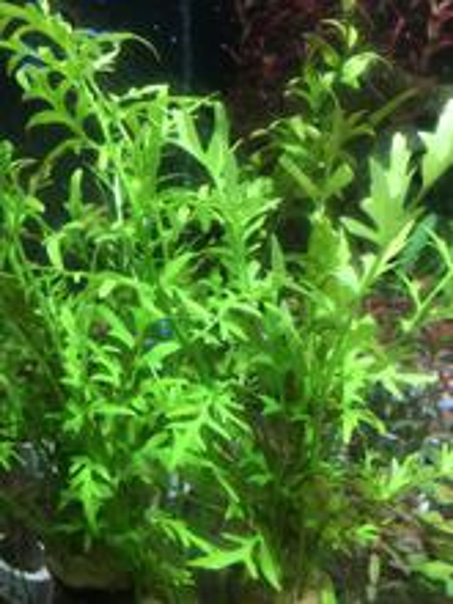 Ceratopteris Thalictroides