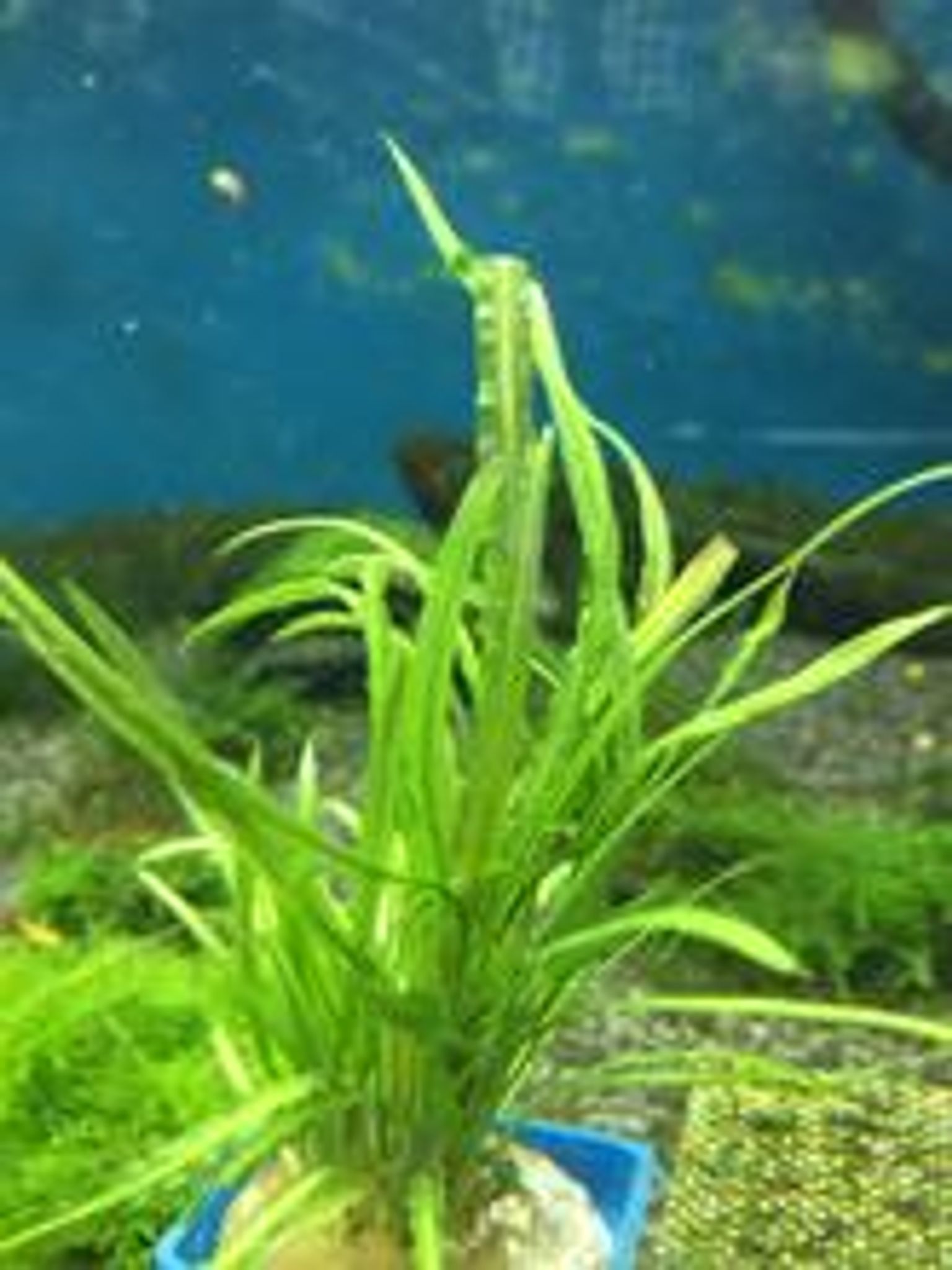 Cryptocoryne Retrospralis