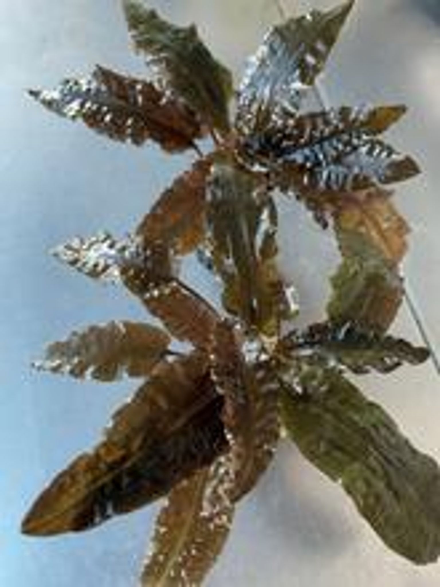 Cryptocoryne wendtii tropica