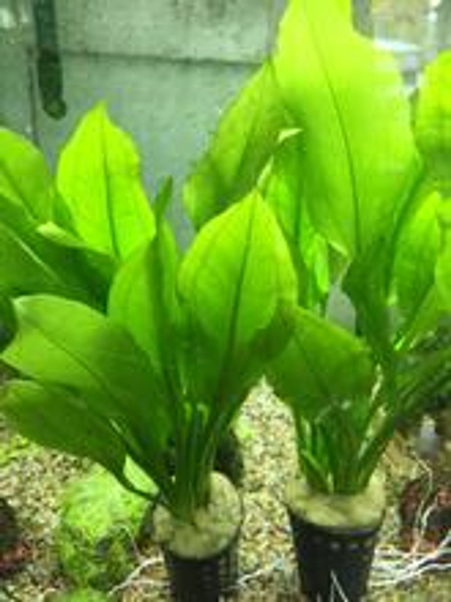Echinodorus bleheri (Amazon Sword)