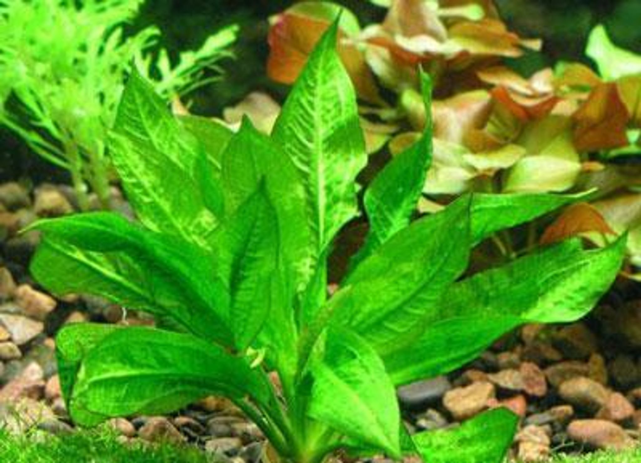 Echinodorus parivflorus tropica