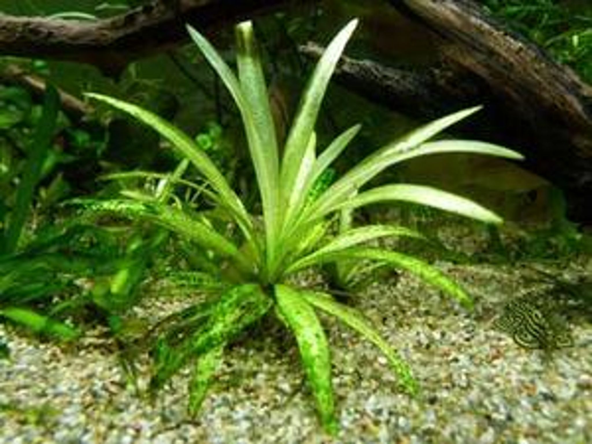 Echinodorus quadricostatus