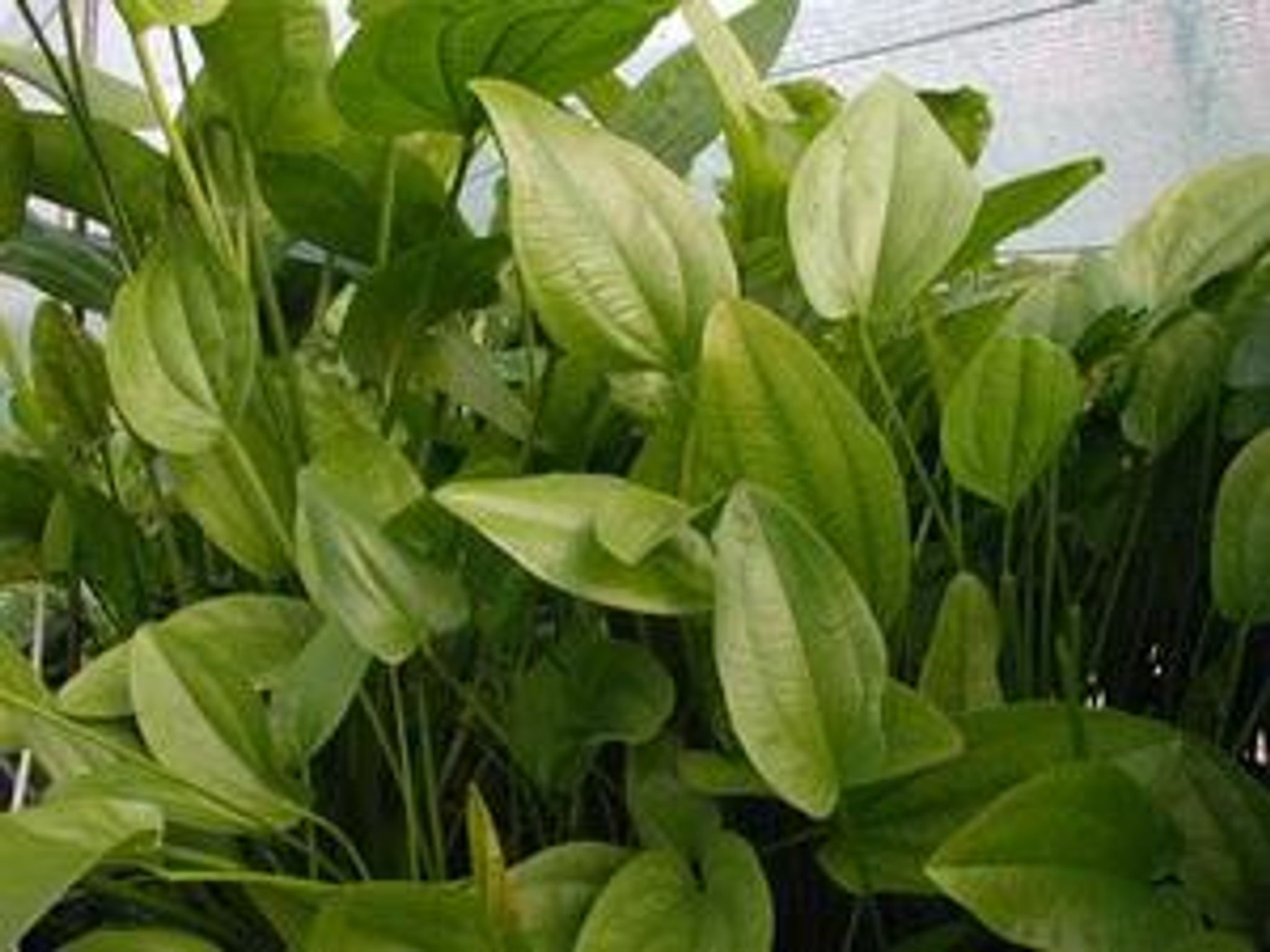 Echinodorus radicans