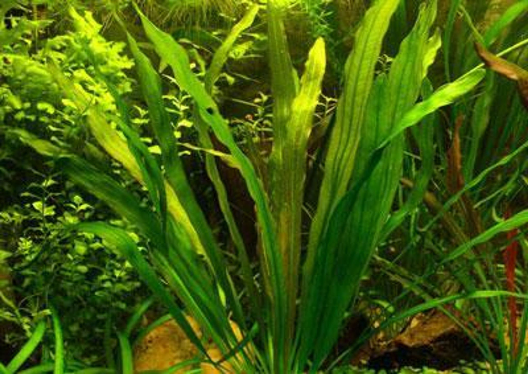 Echinodorus uruguayensis