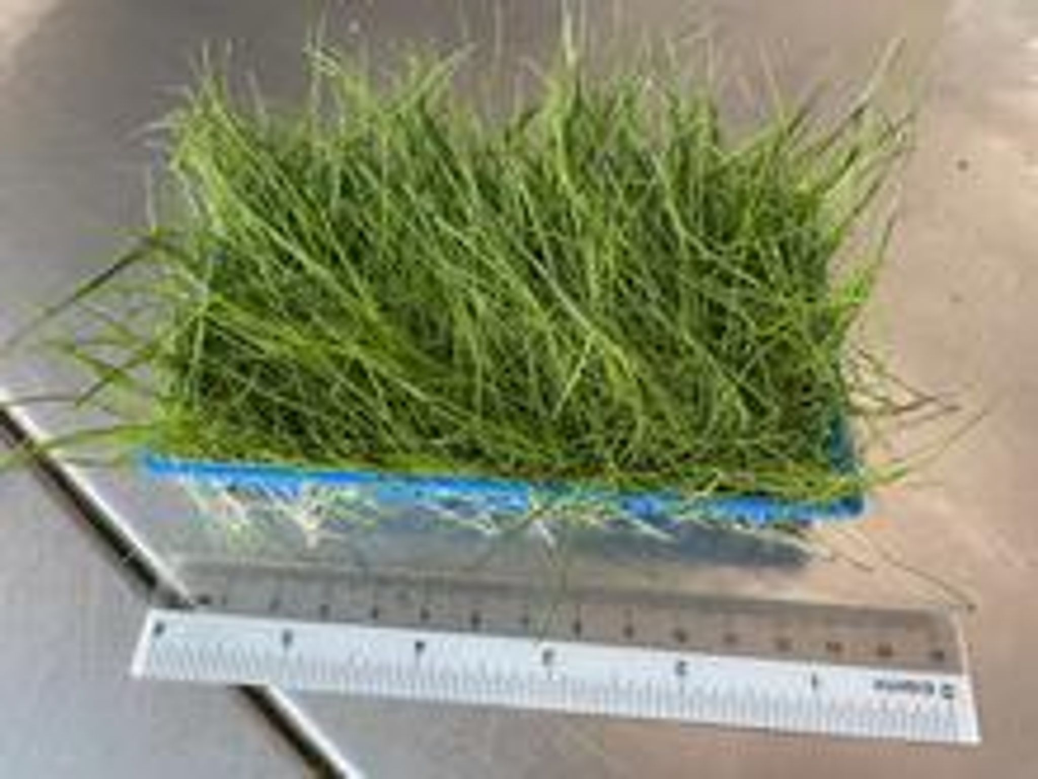 Eleocharis Acicularis (Hairgrass)