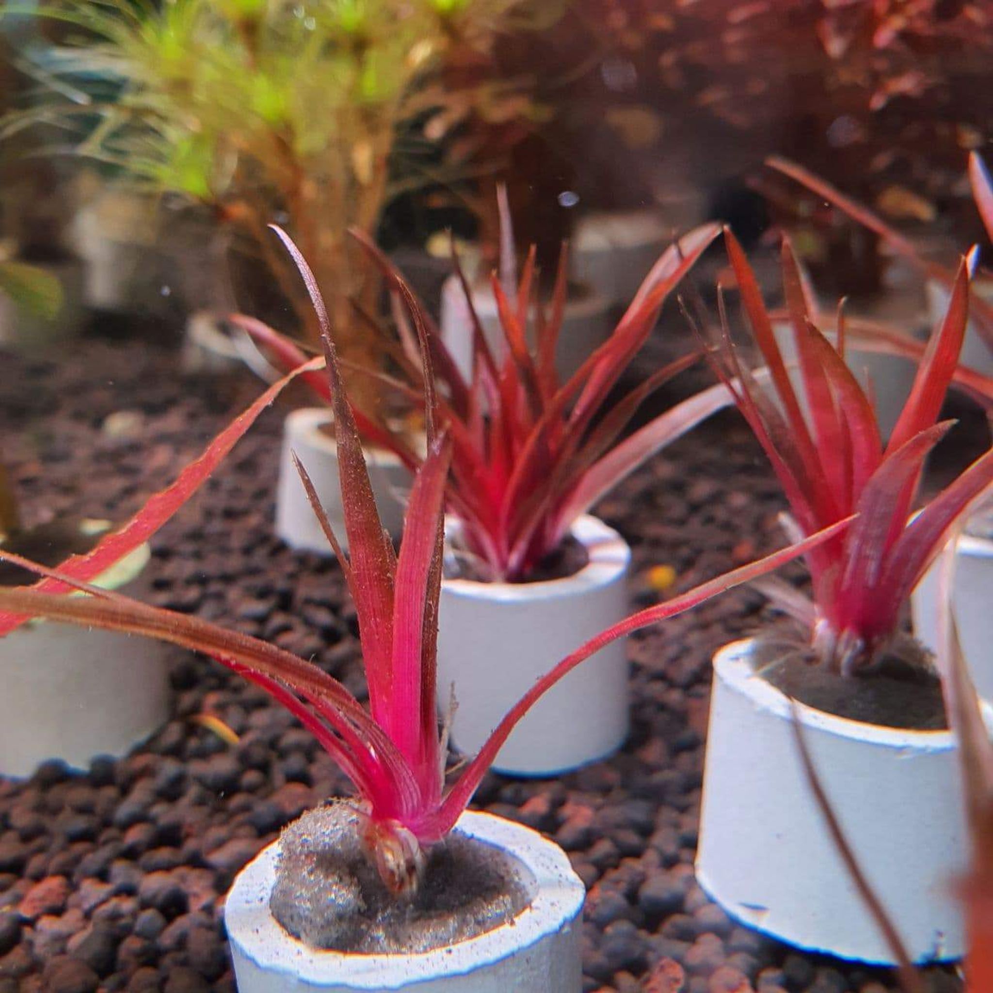 Eriocaulon quinquangulare