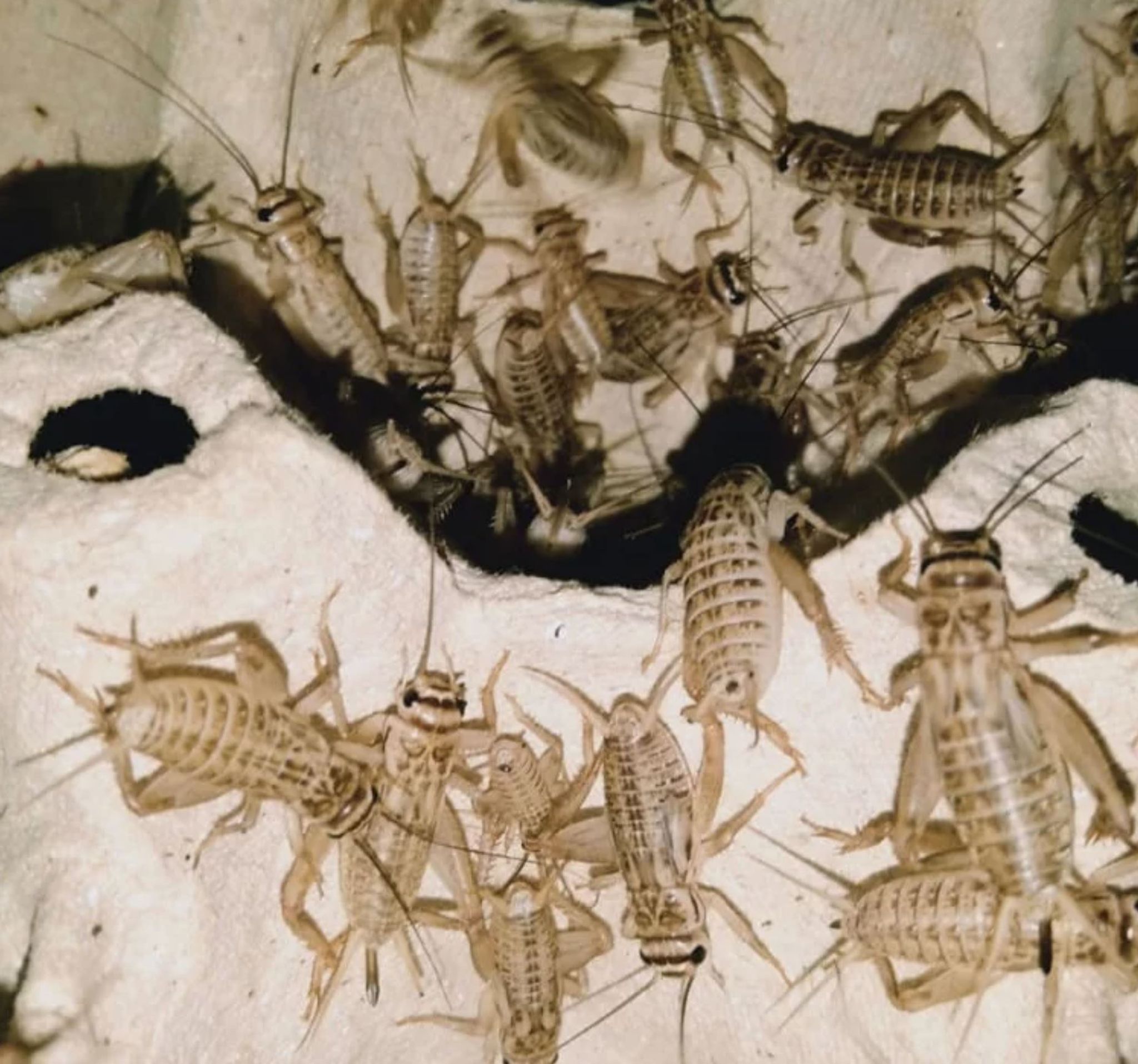 Vit-C Crickets Live Feeder